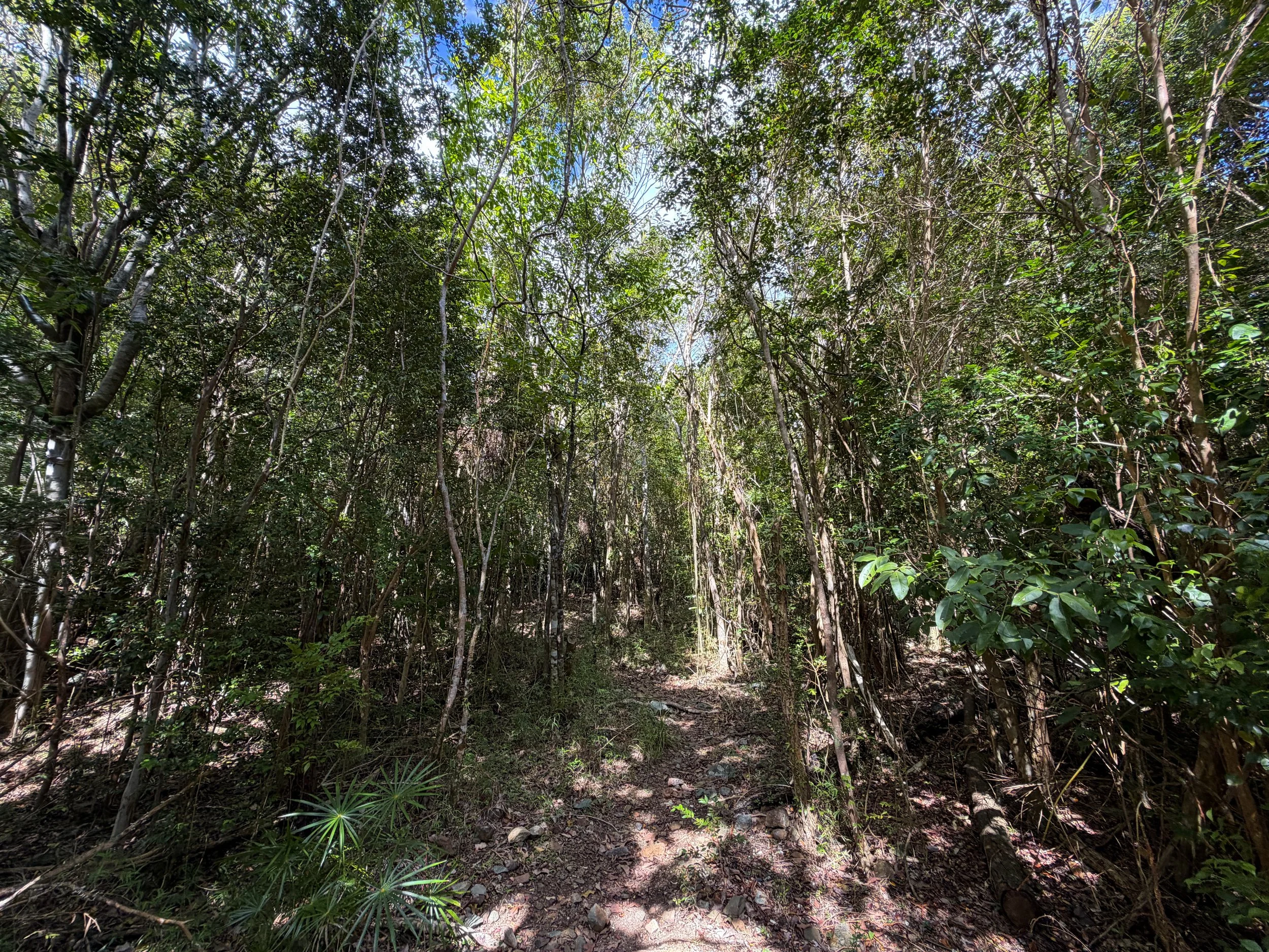 Great Sieben Trail Virgin Islands National Park