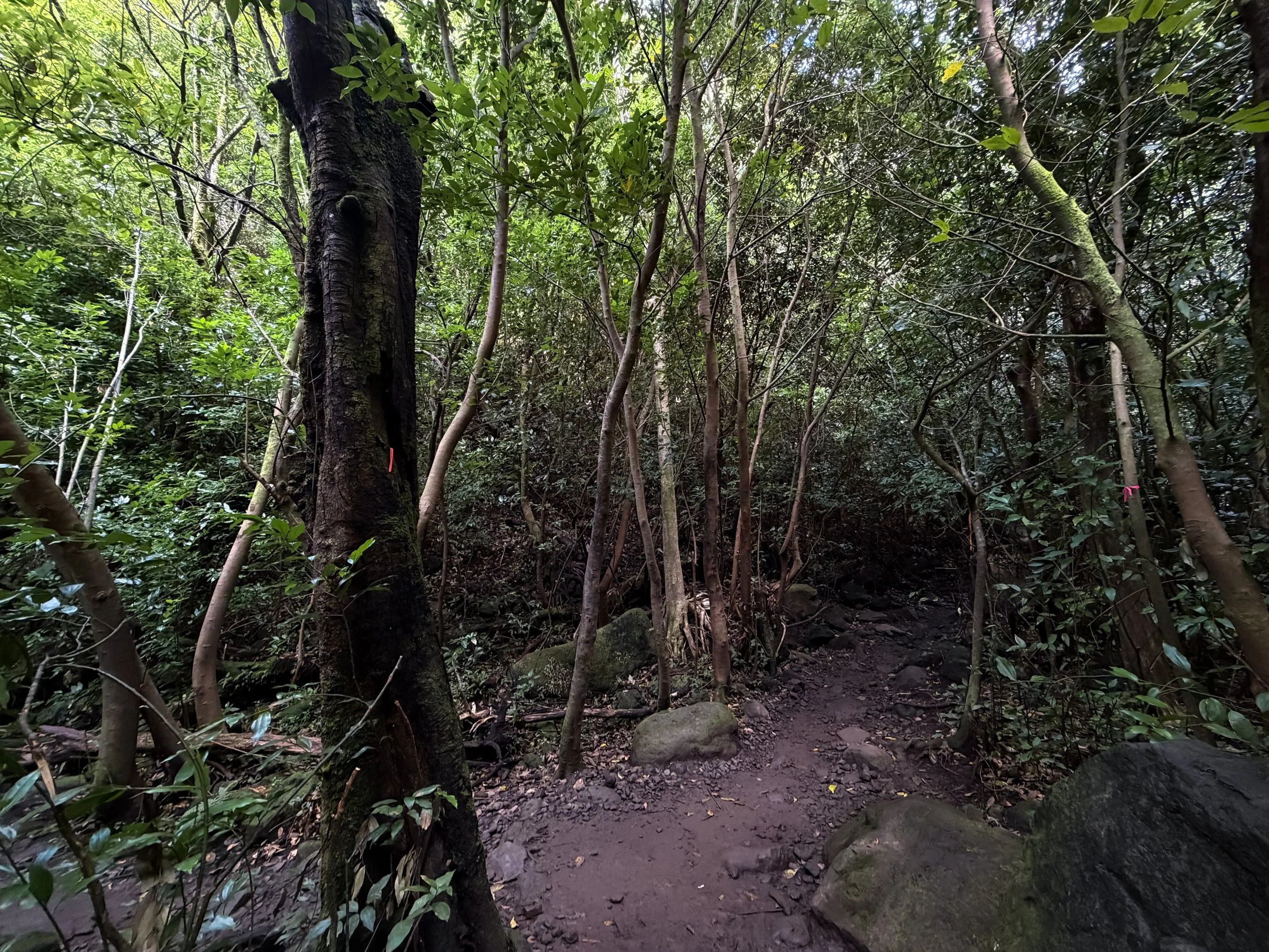 Lulumahu Falls Trail Oahu Hawaii