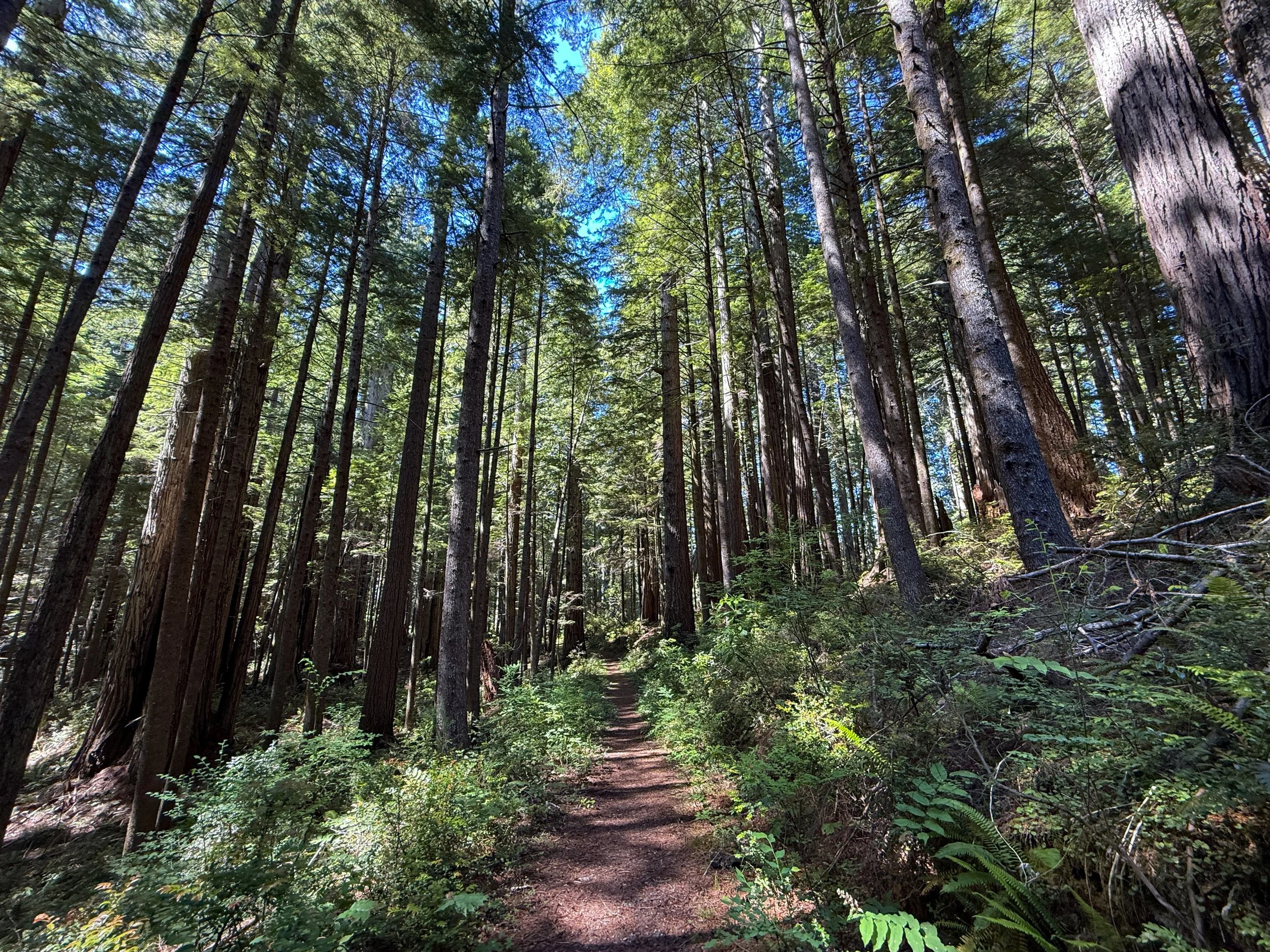 Hope Creek Trail Prairie Creek Redwoods State Park California