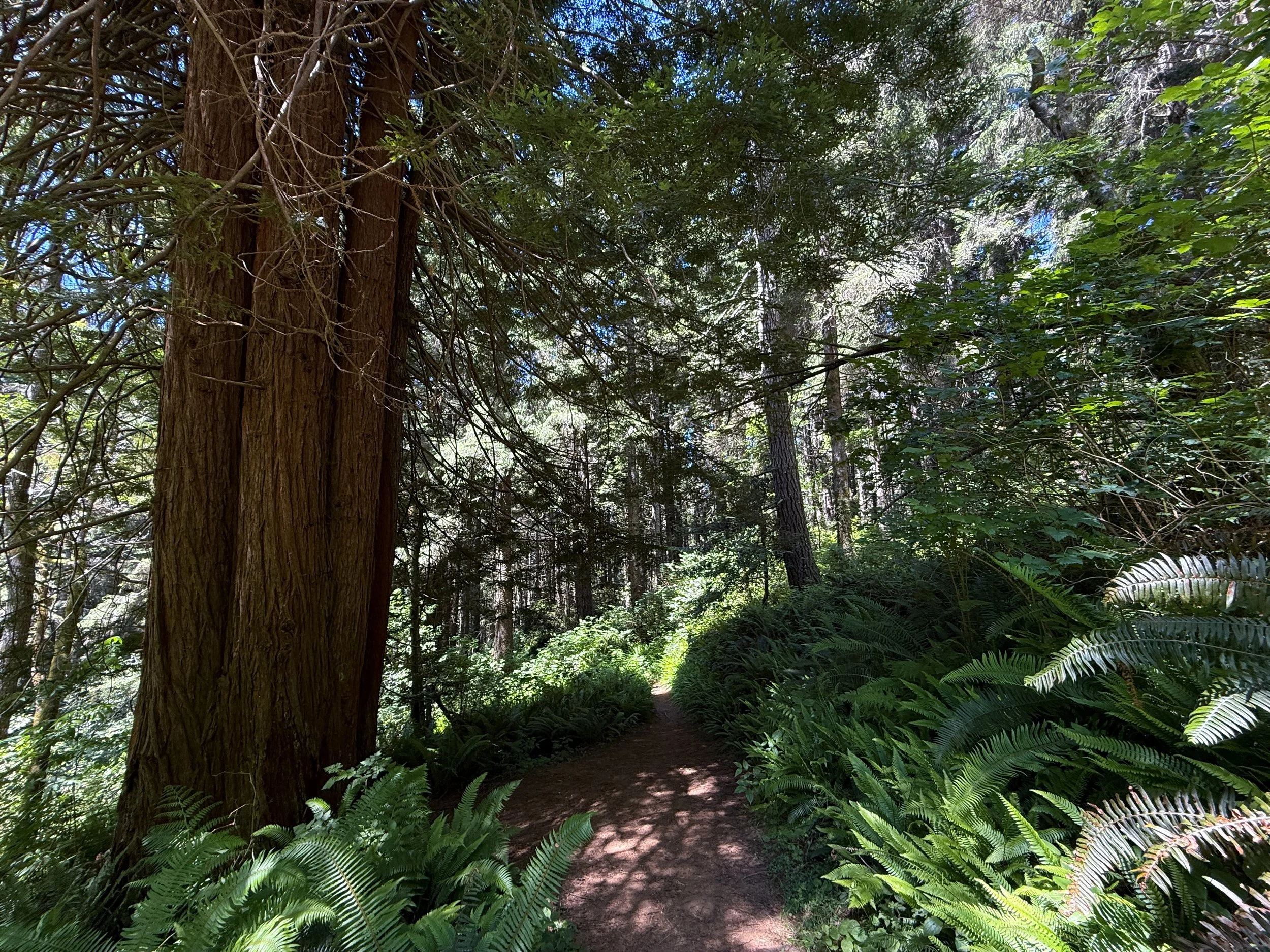 Ossagon Trail to Gold Bluffs Beach Prairie Creek Redwoods State Park California