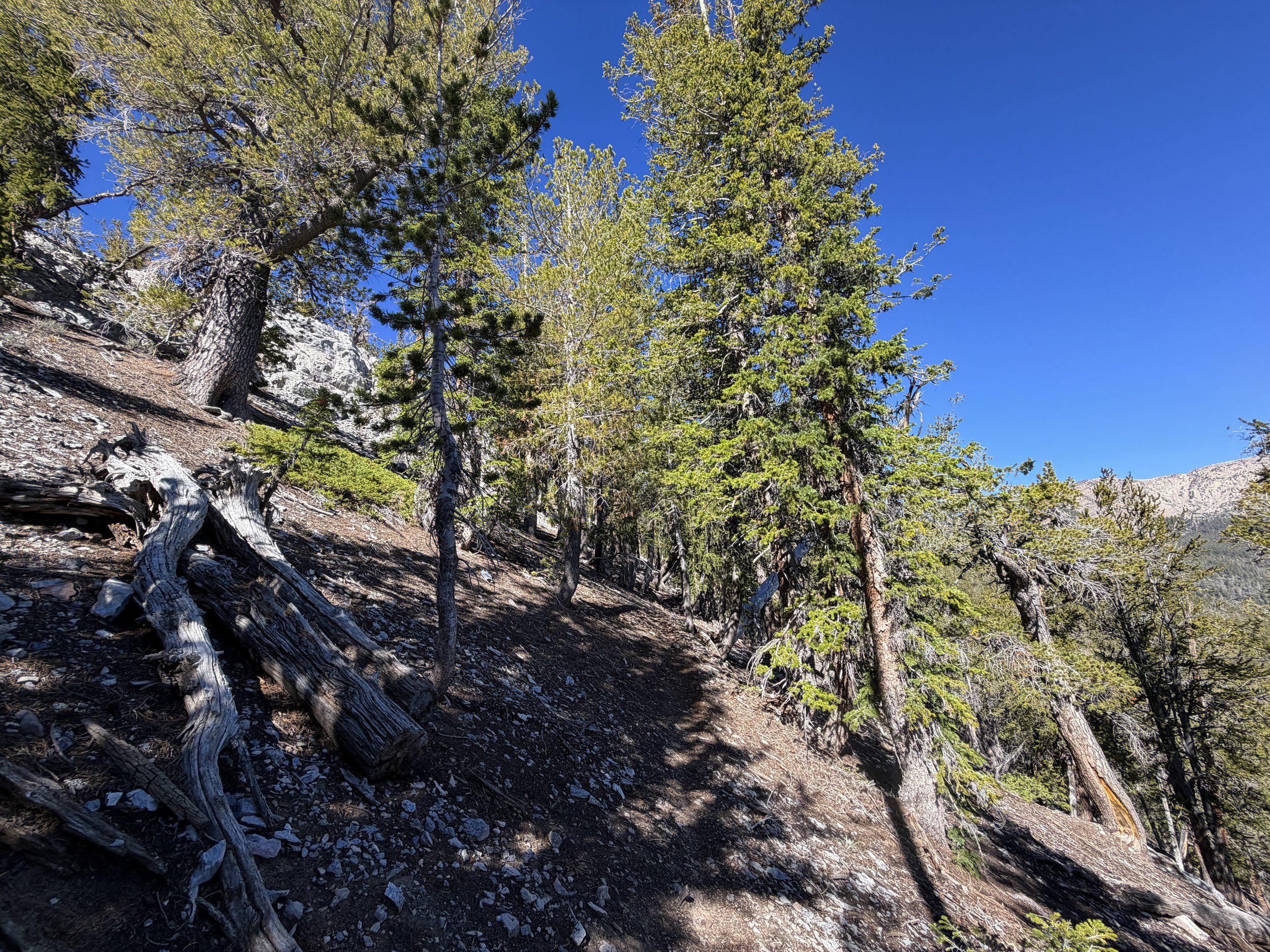 Snake Divide Trail Great Basin National Park Nevada