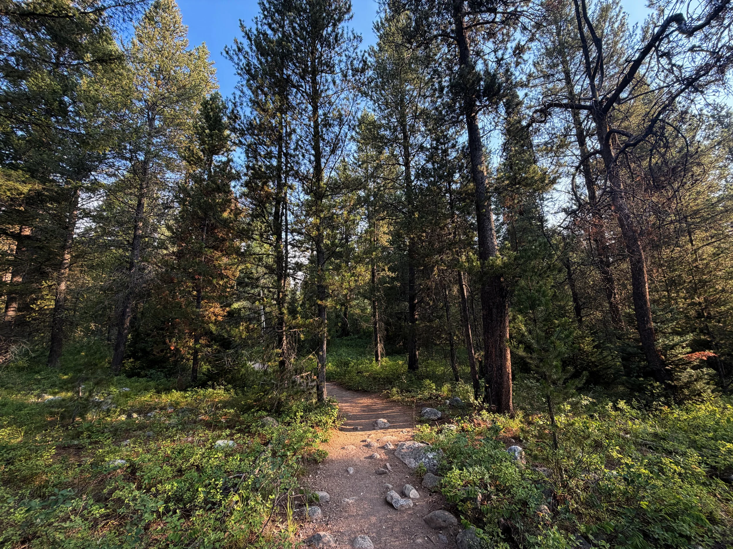 Aspen Ridge Trail Grand Teton National Park Wyoming