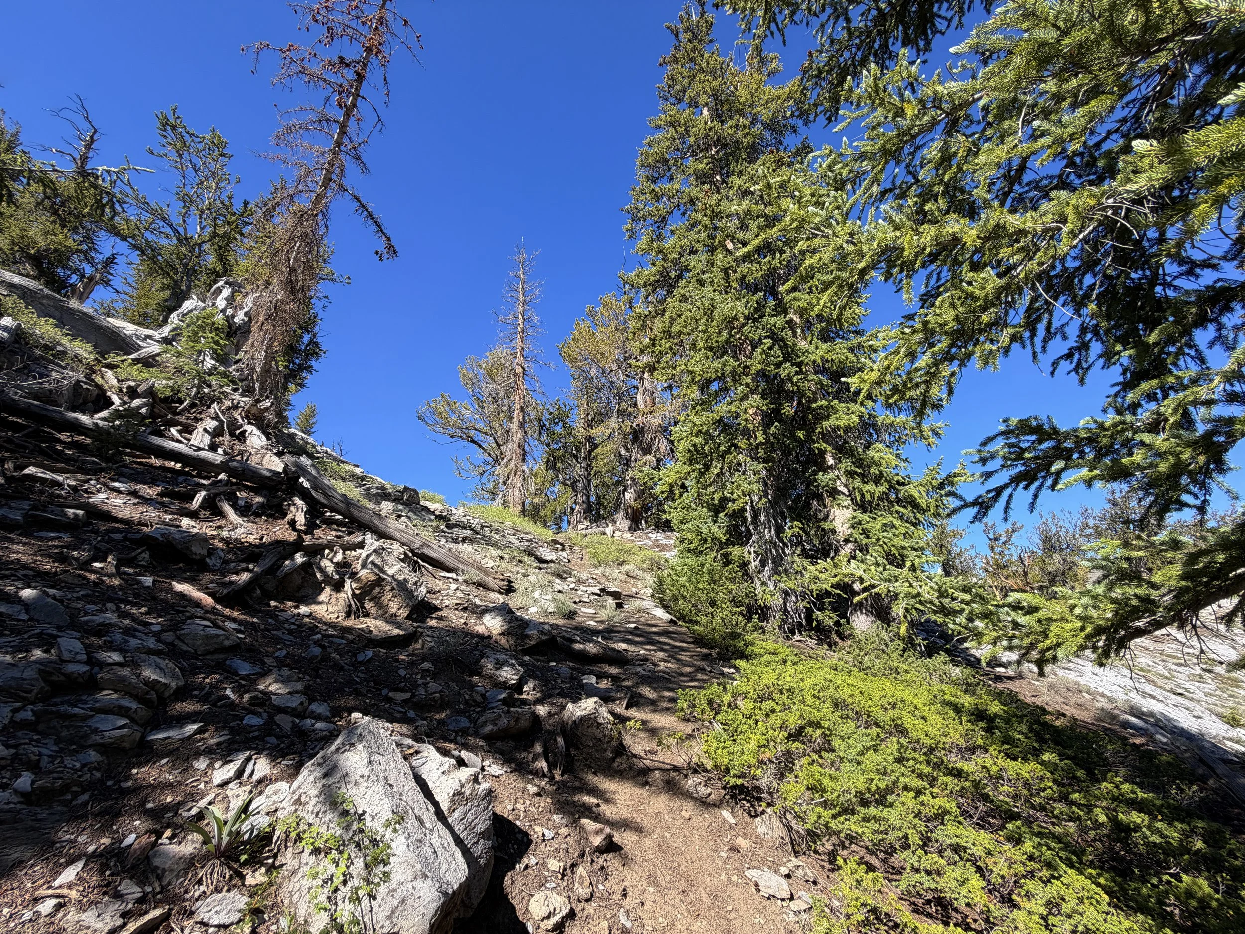 Snake Divide Hike Great Basin National Park Nevada