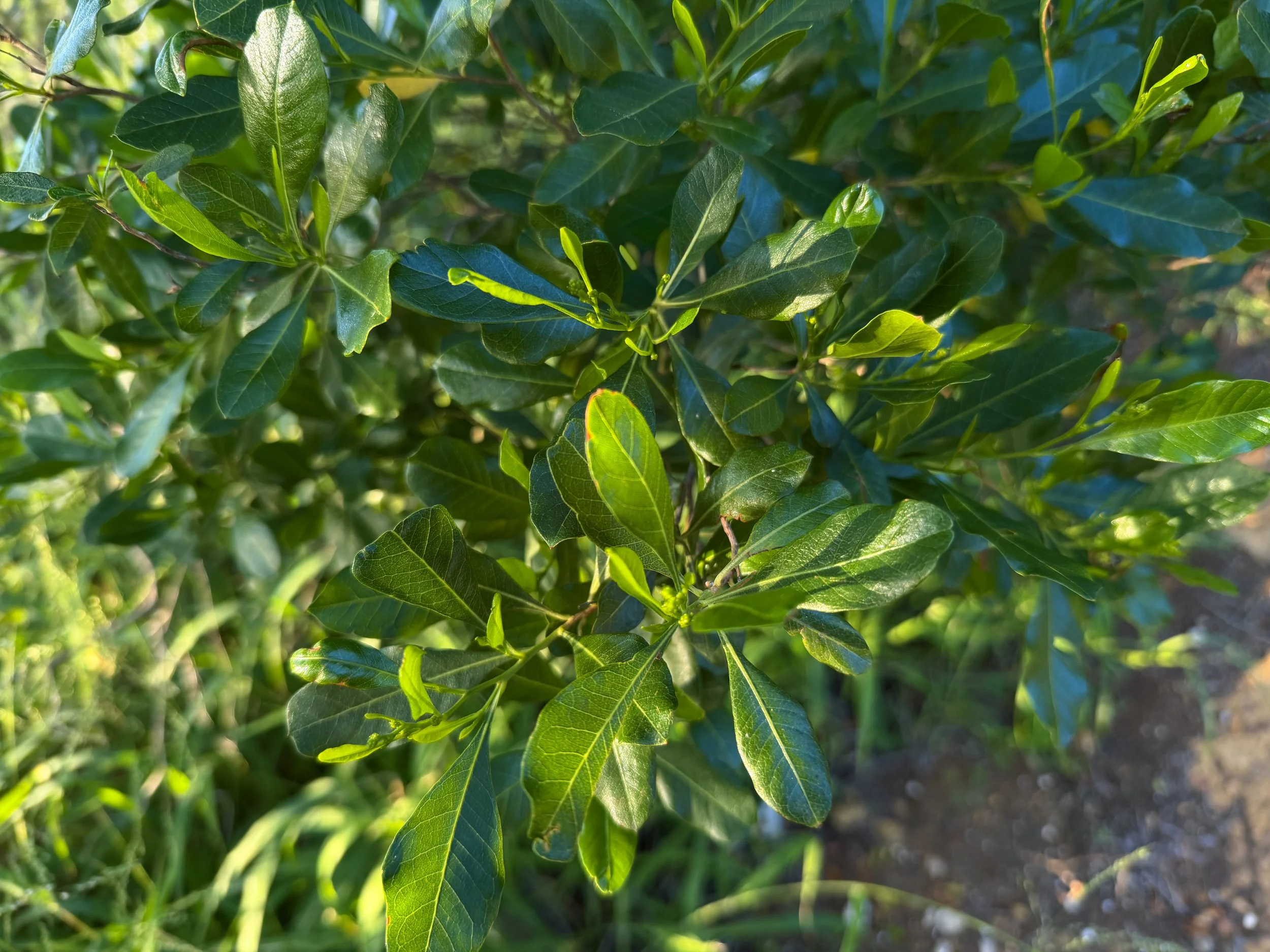 Aalii Dodonaea viscosai