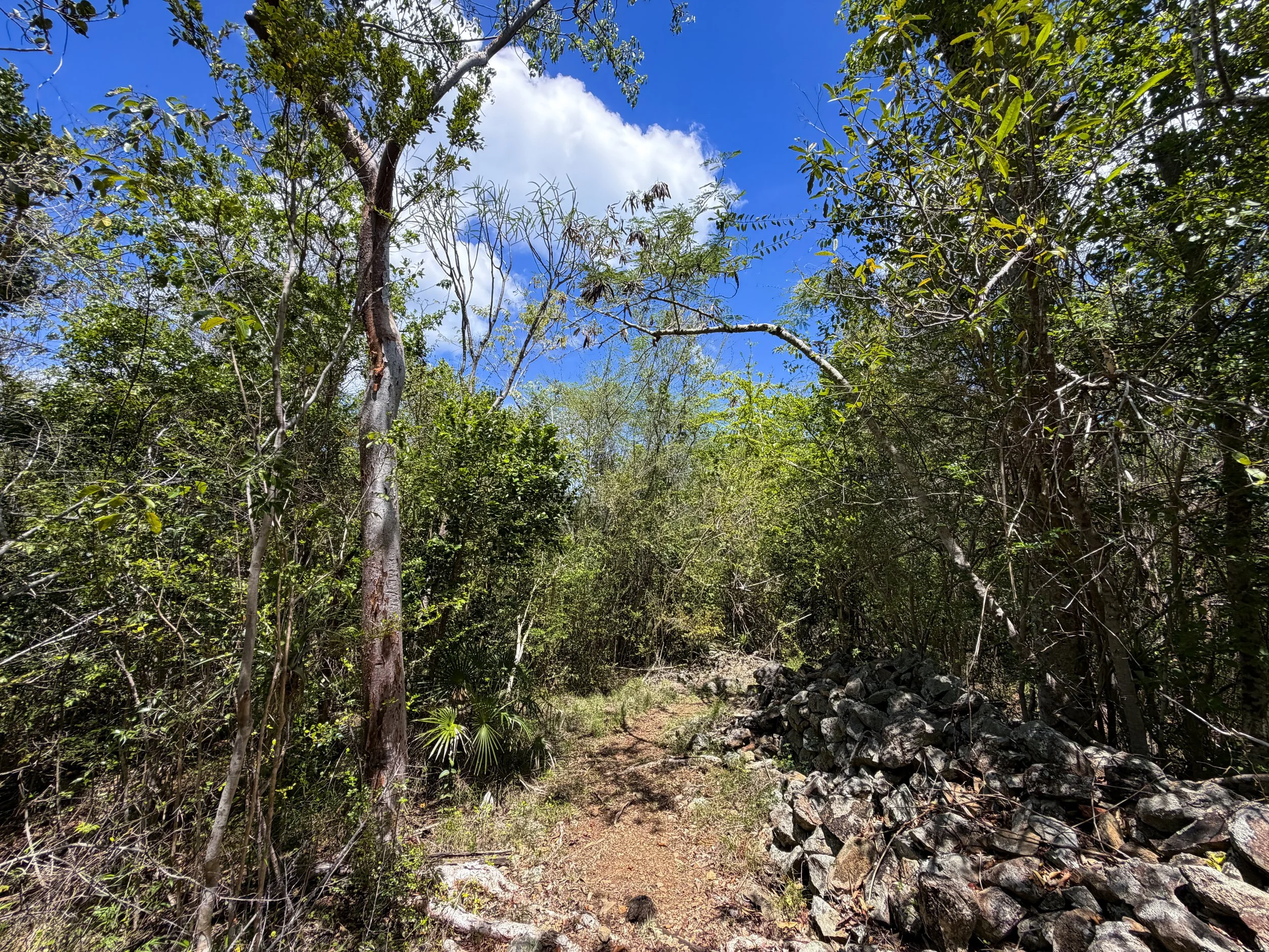Caneel Hill Trail Virgin Islands National Park