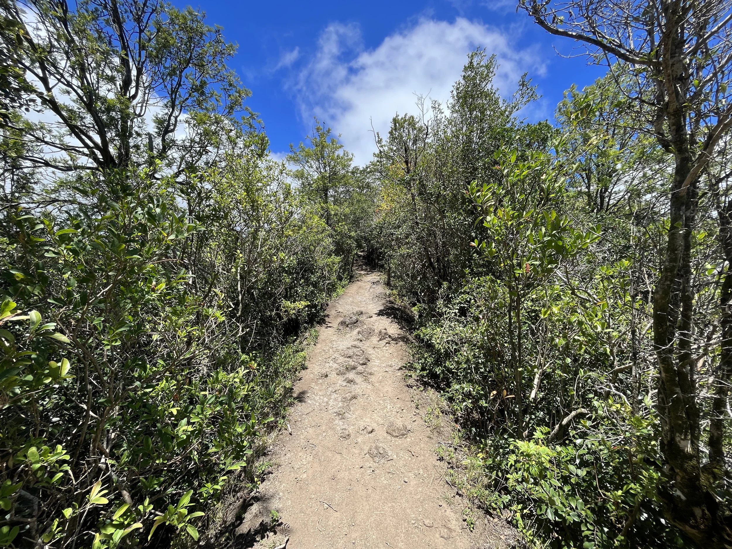 Hiking the Waʻahila Ridge Trail to Mt. Olympus (ʻAwaʻawaloa) on Oʻahu ...