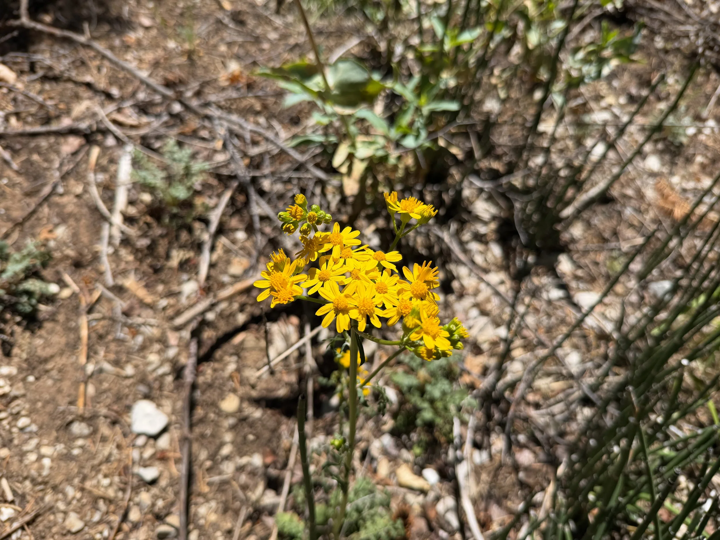 Lobe-leaf Groundsel Packera multilobata