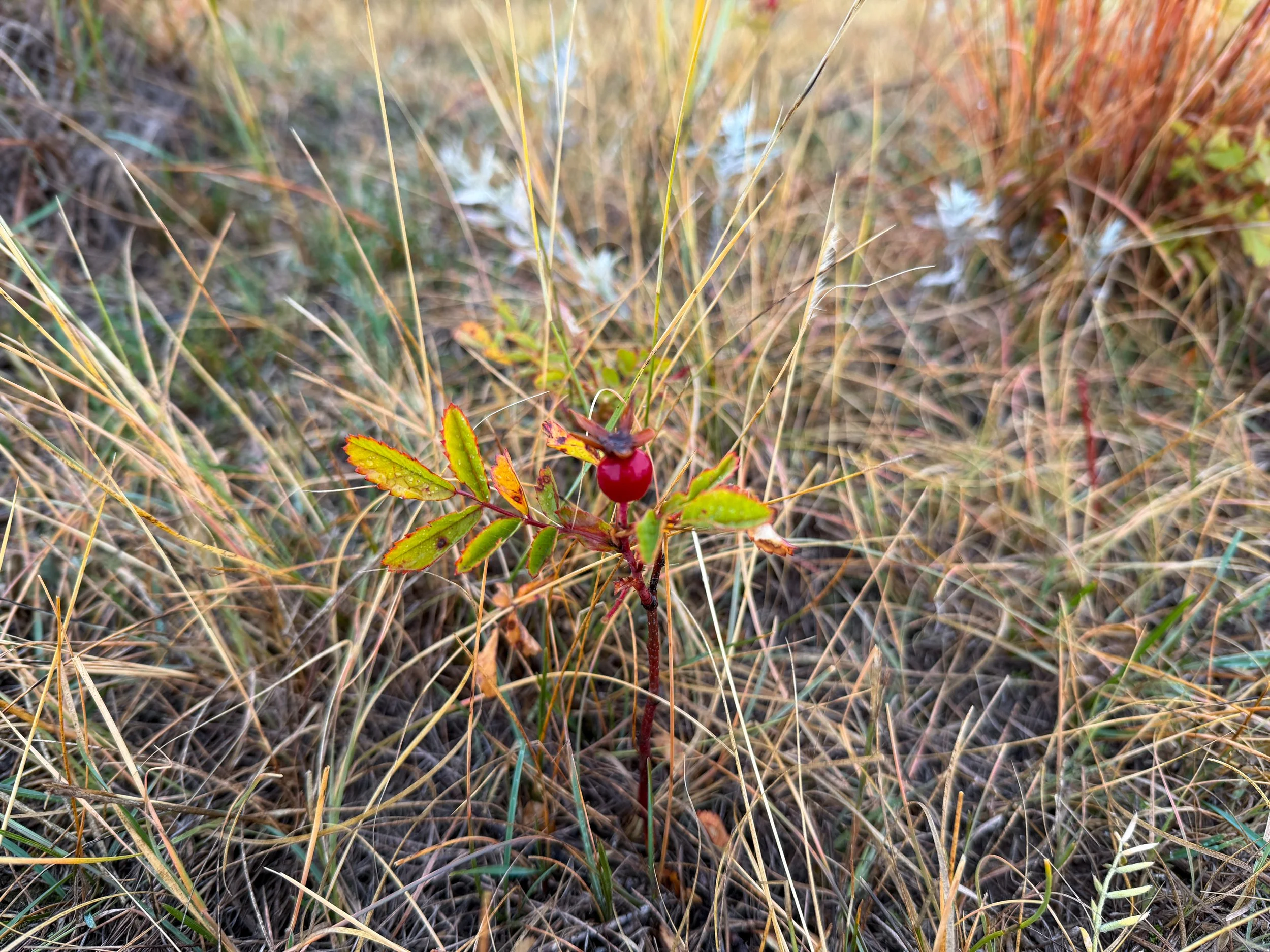 Prairie Rose Rosa arkansana