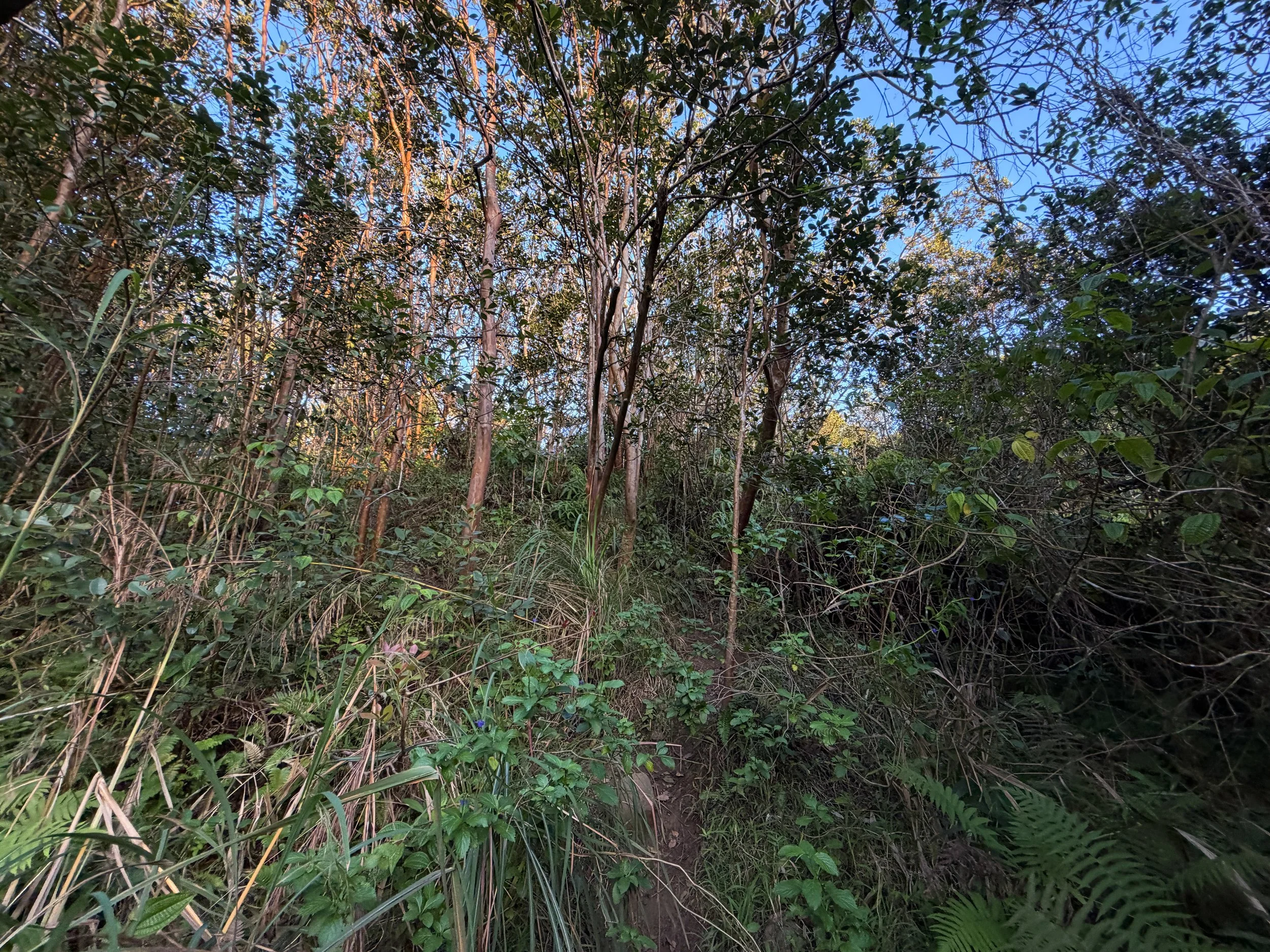 Moanalua Middle Ridge Trail Oahu Hawaii