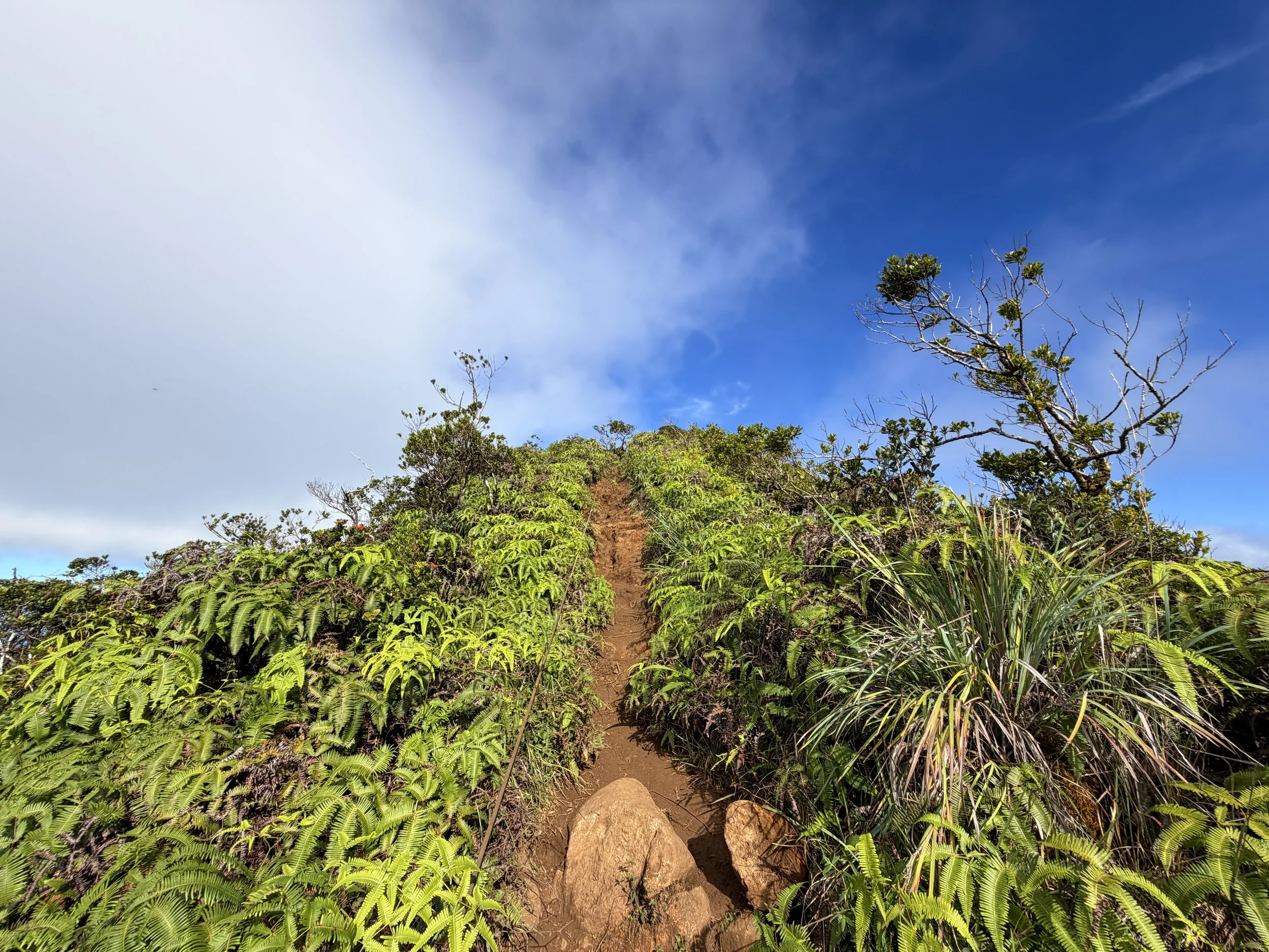 Wiliwilinui Ridge Trail Summit Oahu Hawaii