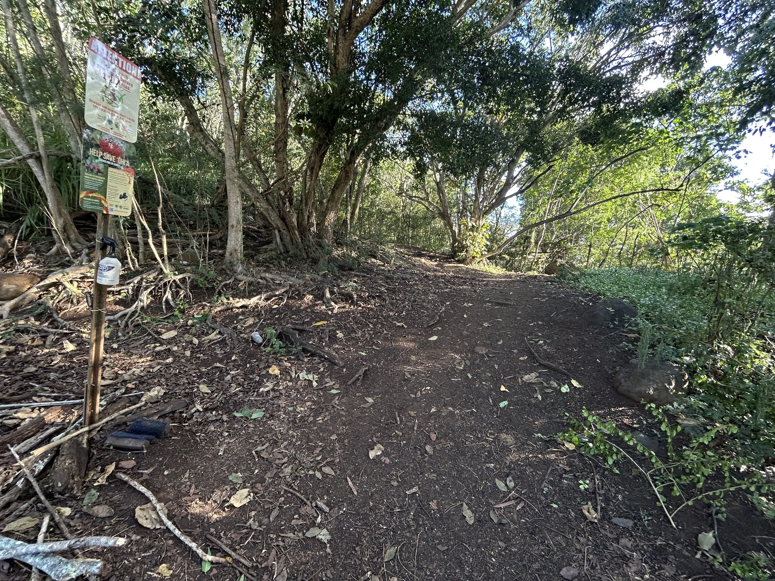 Hiking the East Sleeping Giant Trail (Nounou Mountain) on Kauaʻi