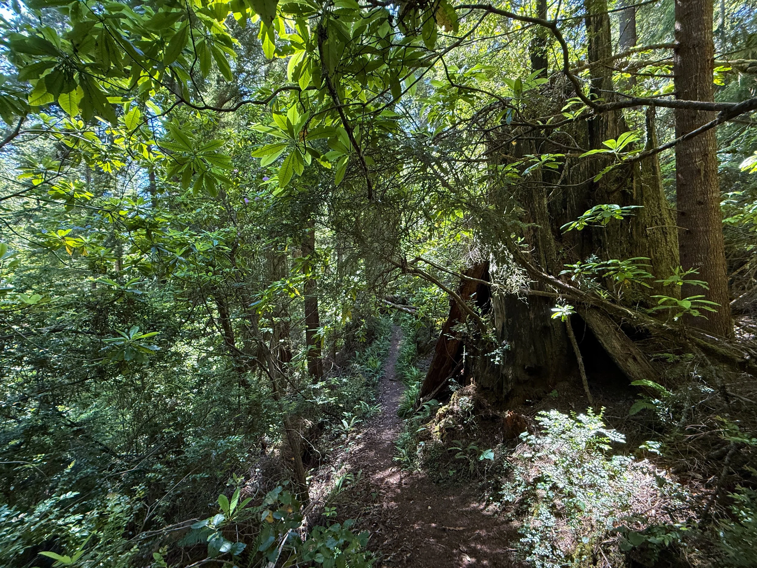 Ten Taypo-Hope Creek Loop Trail Prairie Creek Redwoods State Park California