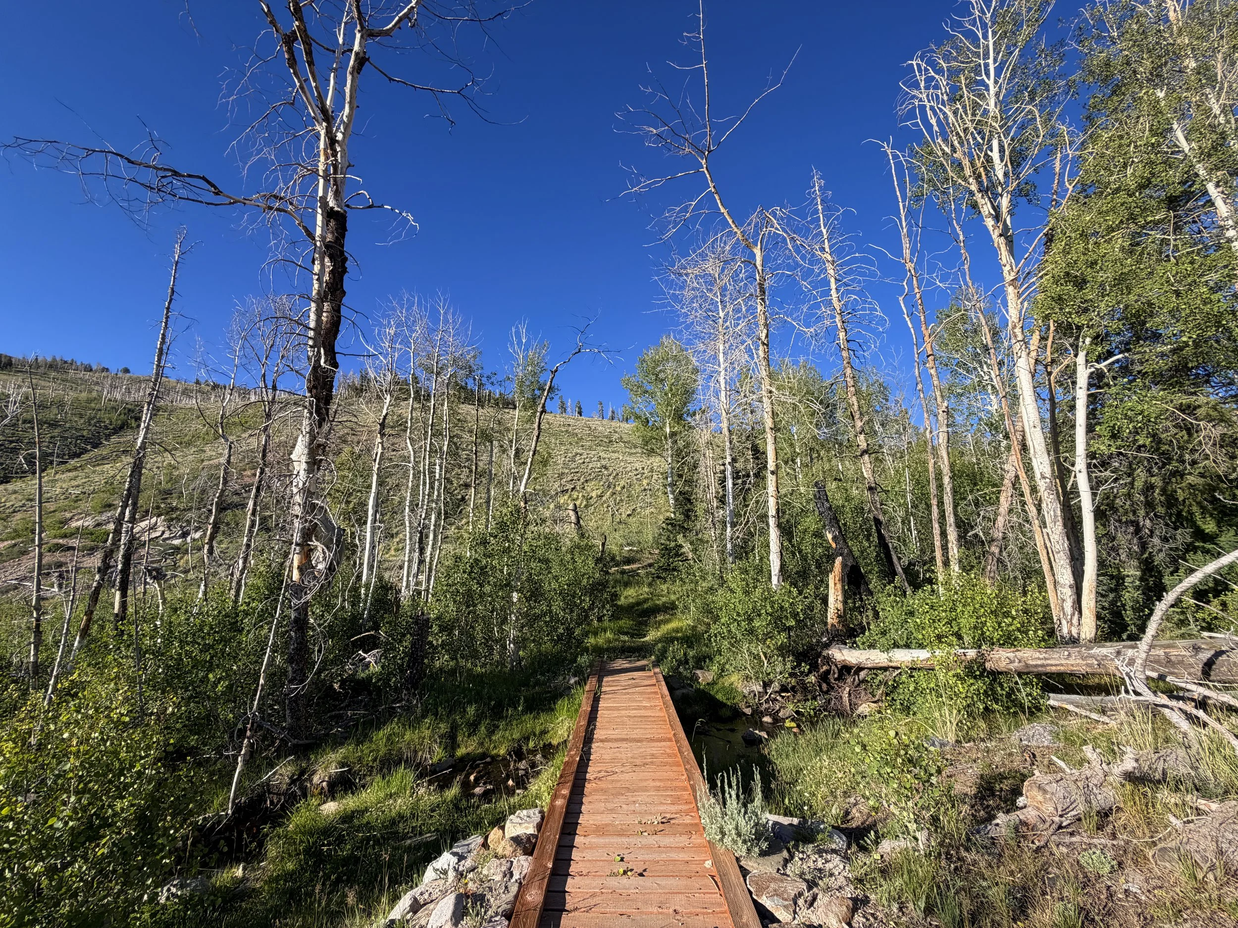 Upper Strawberry Trail Great Basin National Park Nevada