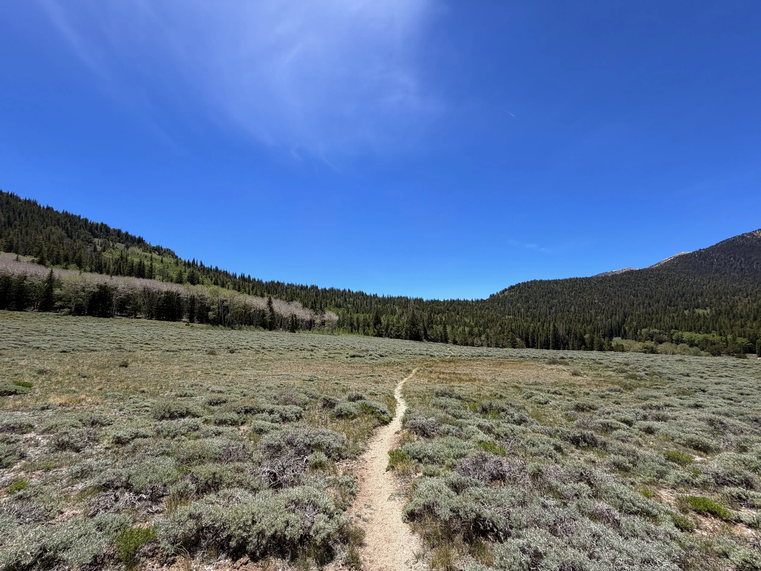 Timber Creek Loop Trail Great Basin National Park Nevada