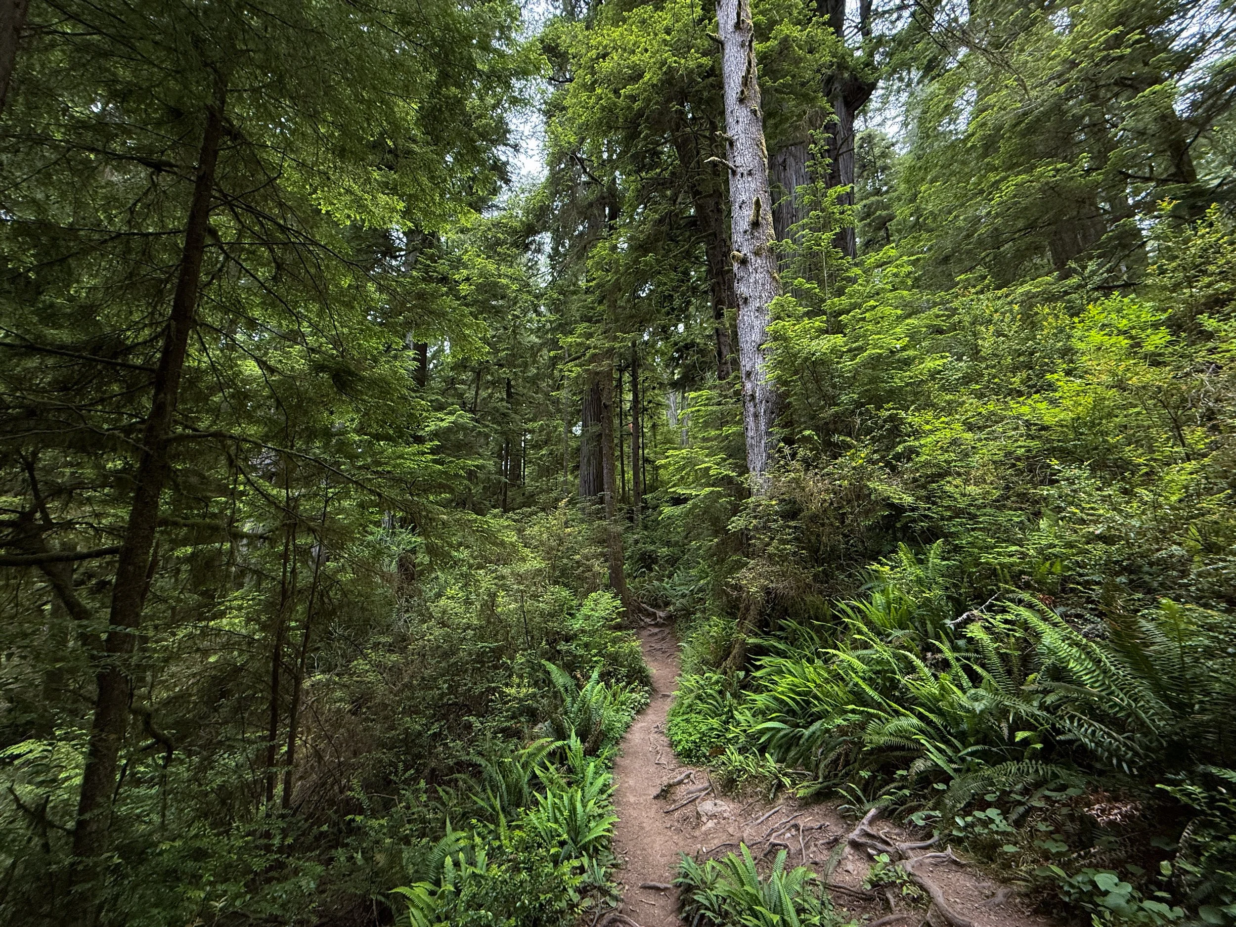 Boy Scout Tree Trail to Fern Falls Jedediah Smith Redwoods State Park California