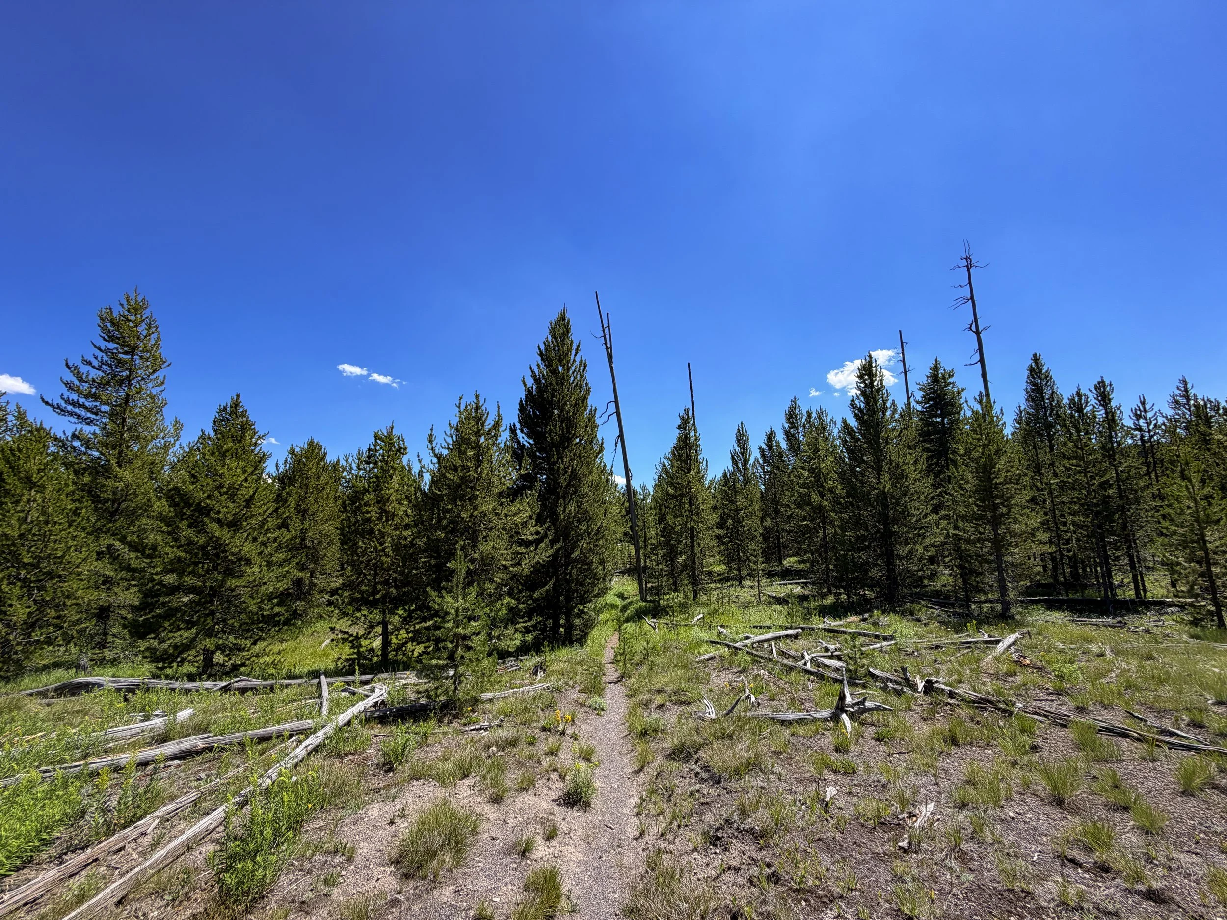 Fern Cascades Loop Trail Yellowstone National Park Wyoming