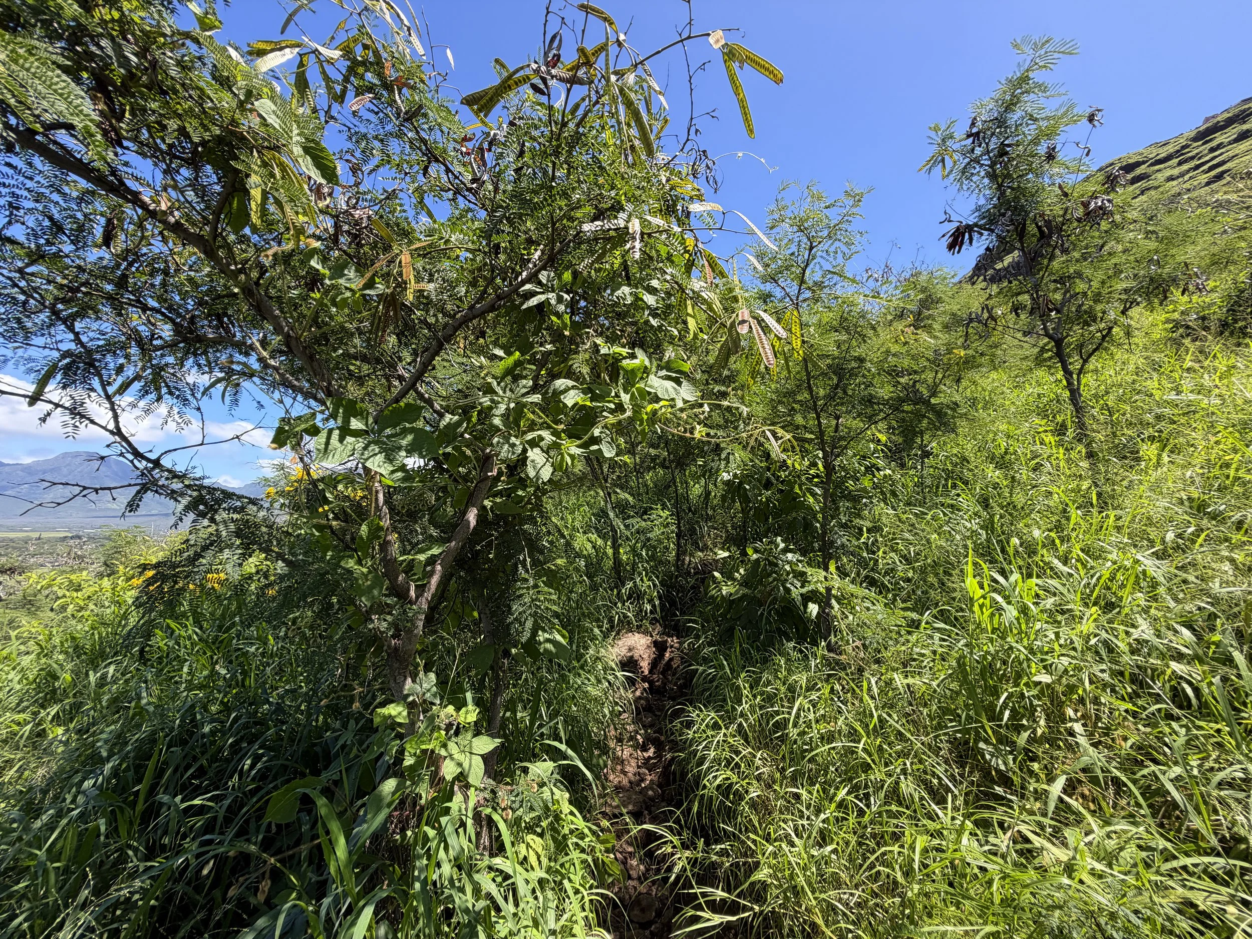 Pink Pillbox Trail Oahu Hawaii