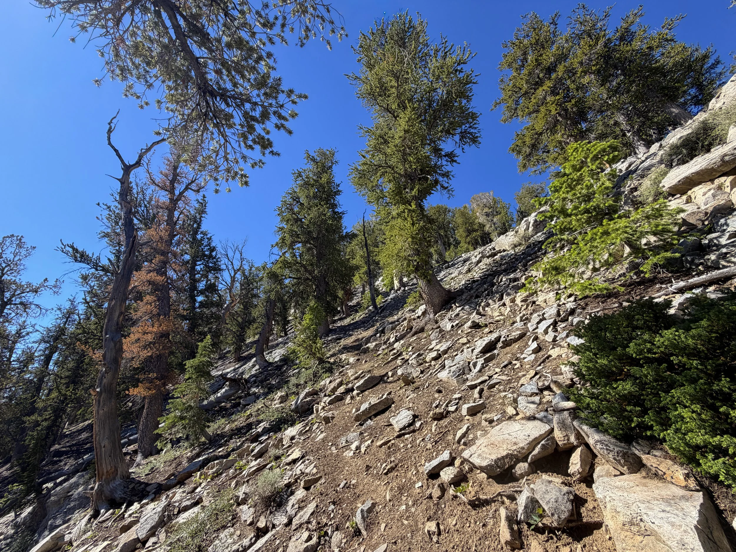 Snake Divide Trail Great Basin National Park Nevada