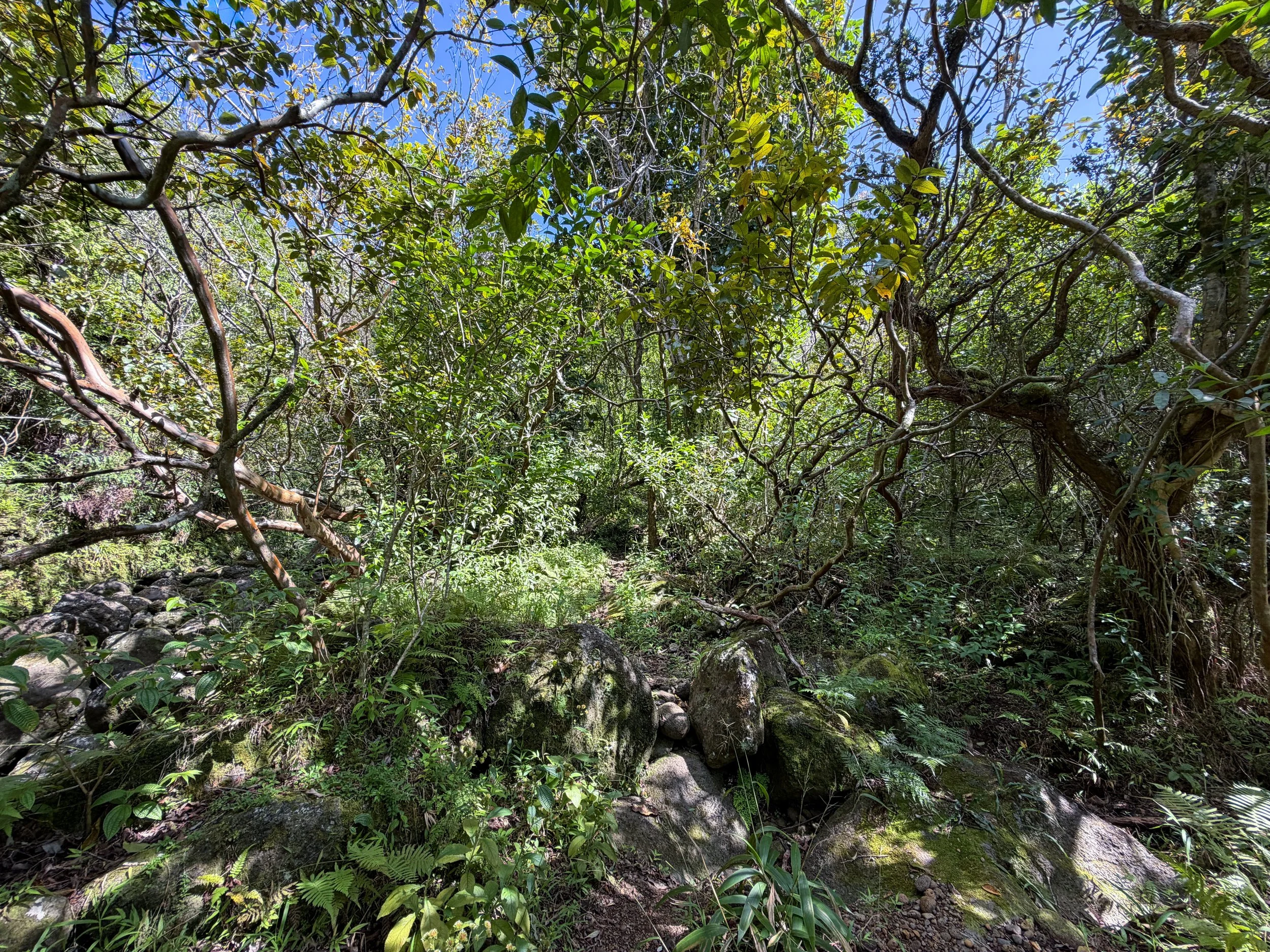 Kulanaahane Trail Oahu Hawaii