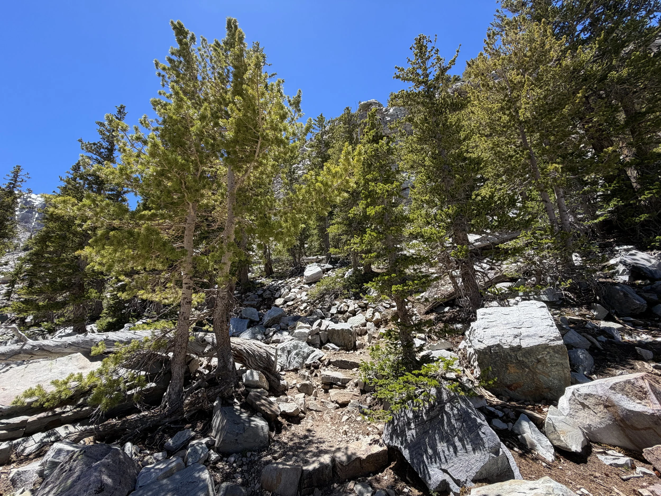 Glacier Trail Great Basin National Park Nevada