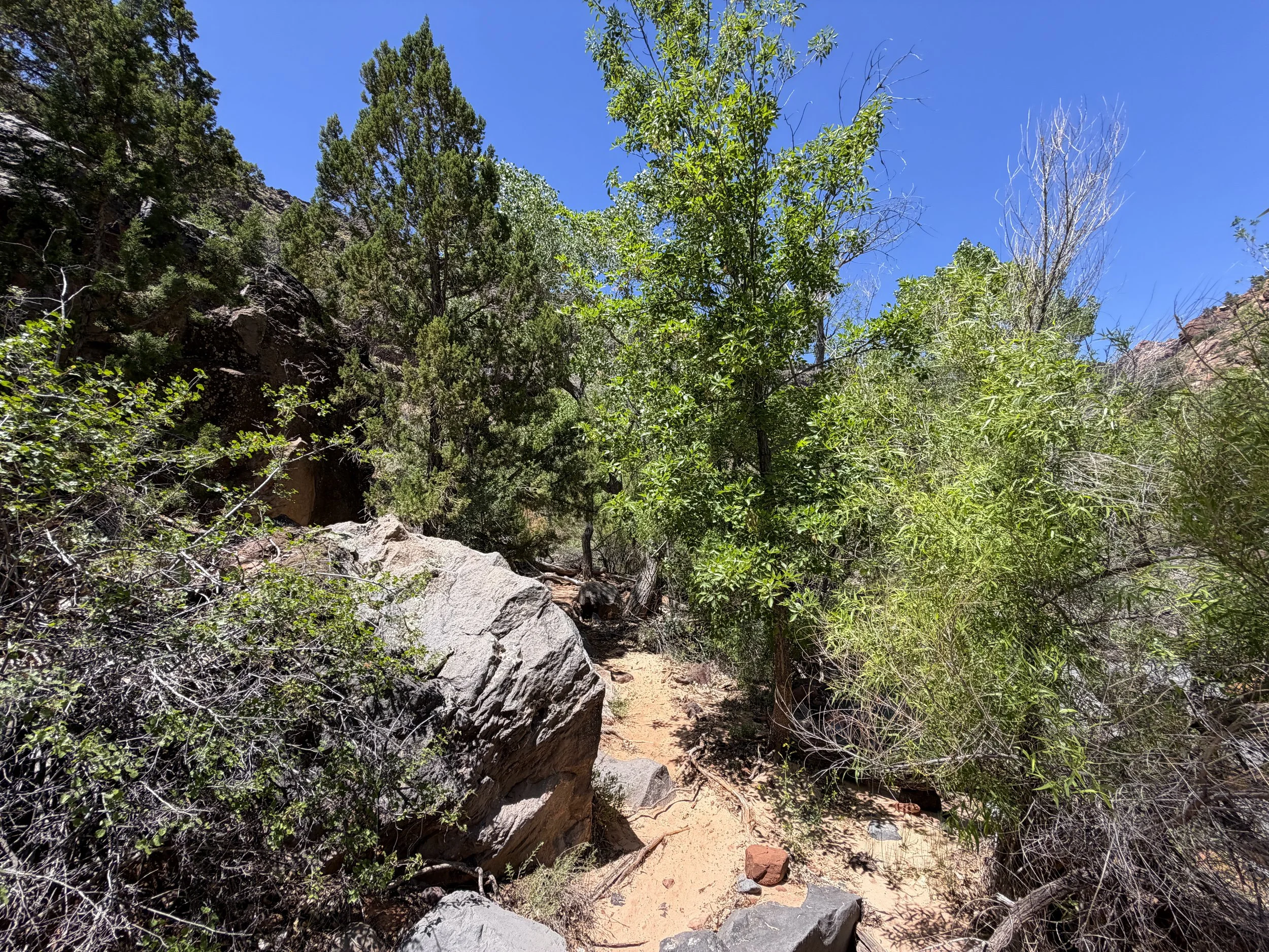 Grapevine Trail to Left Fork Falls Zion National Park Utah