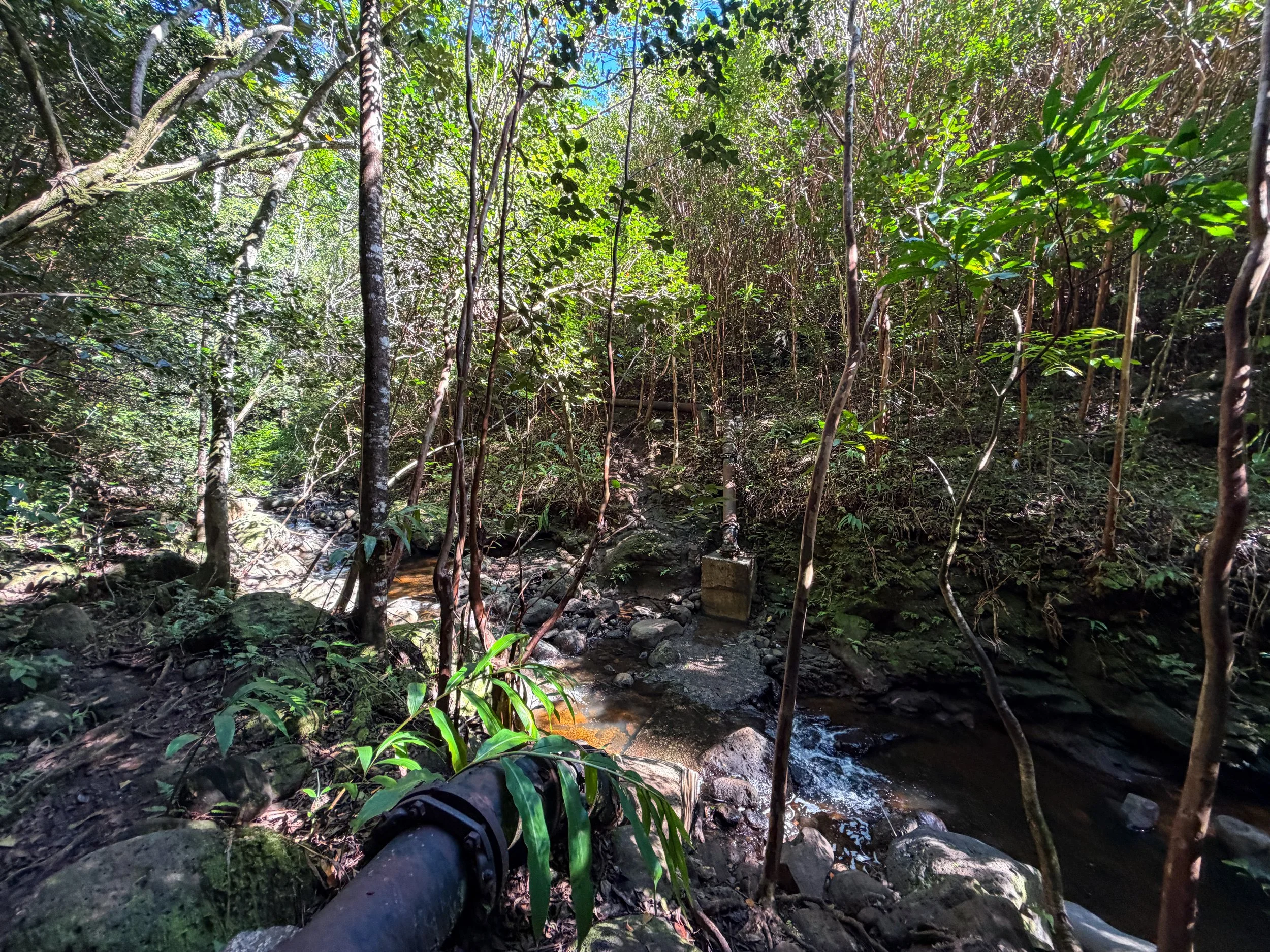 Kaau Crater Trail Pipe Oahu Hawaii