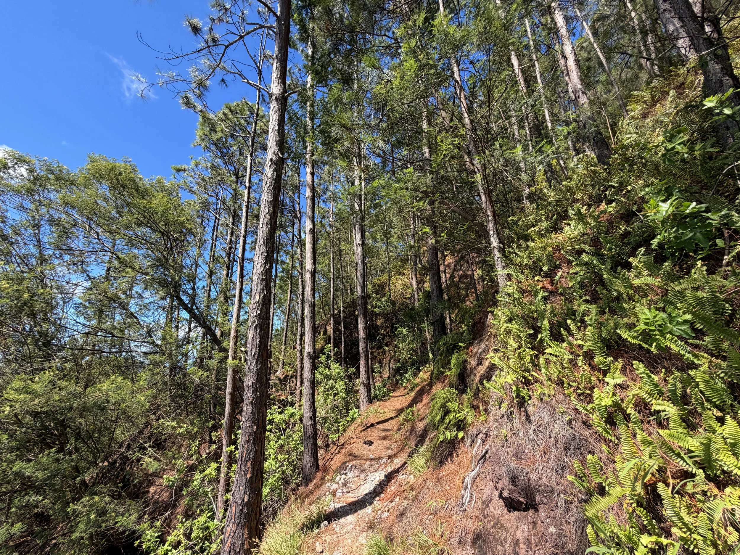 Kuaokala Trail Oahu Hawaii