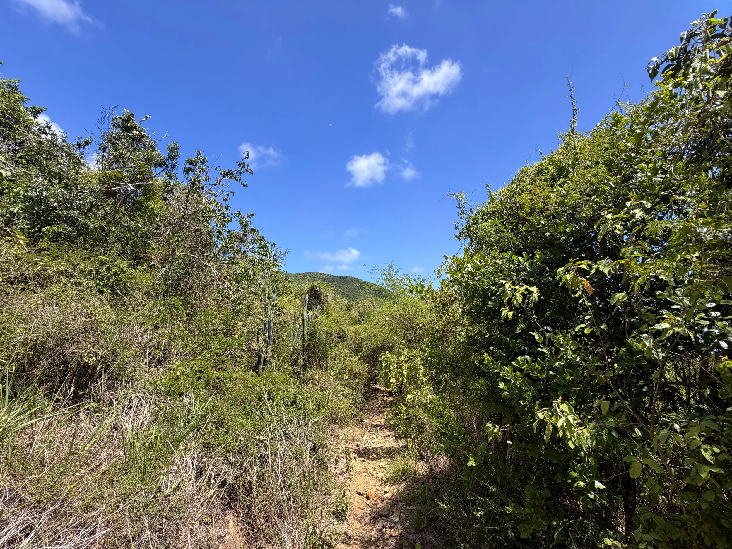 L'Esperance Trail Virgin Islands National Park