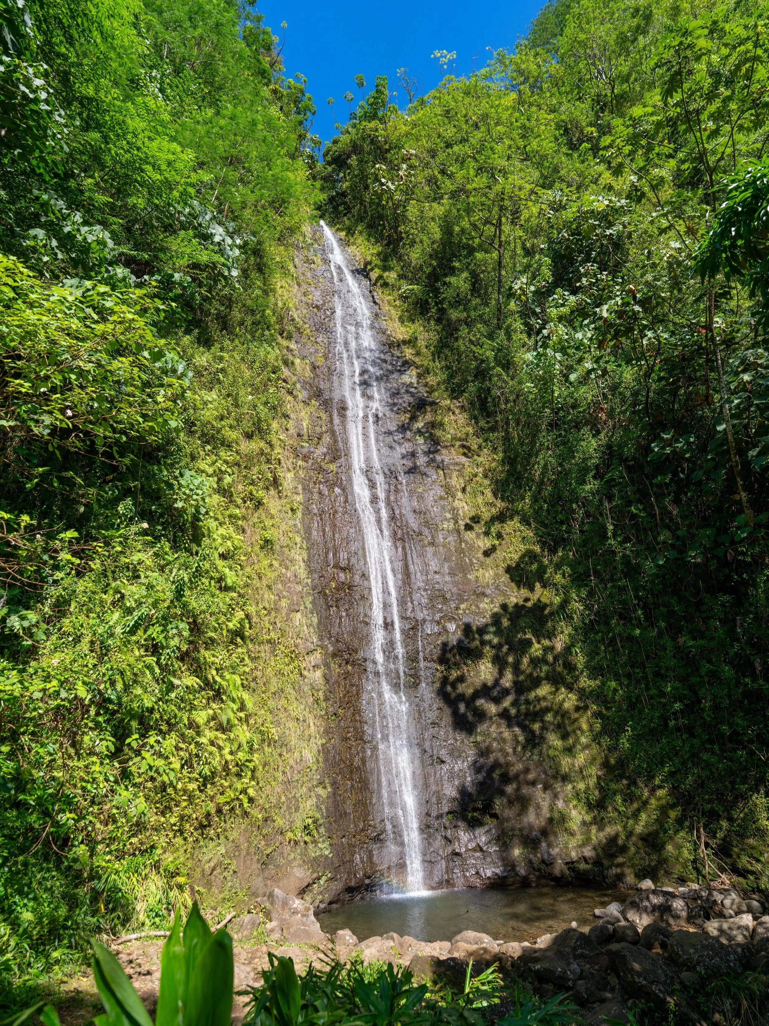 Manoa Falls Oahu Hawaii