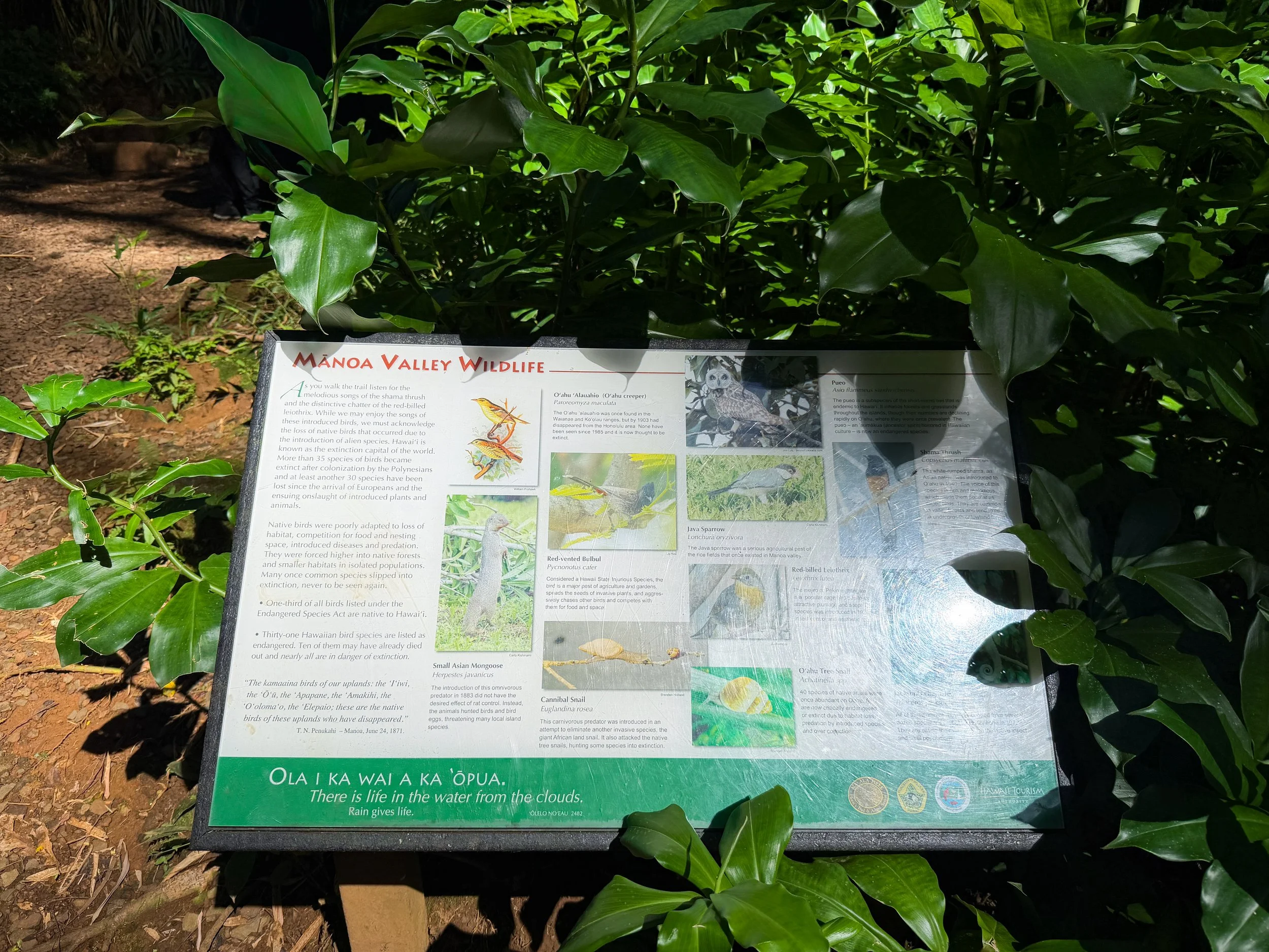 Manoa Falls Trail Oahu Hawaii