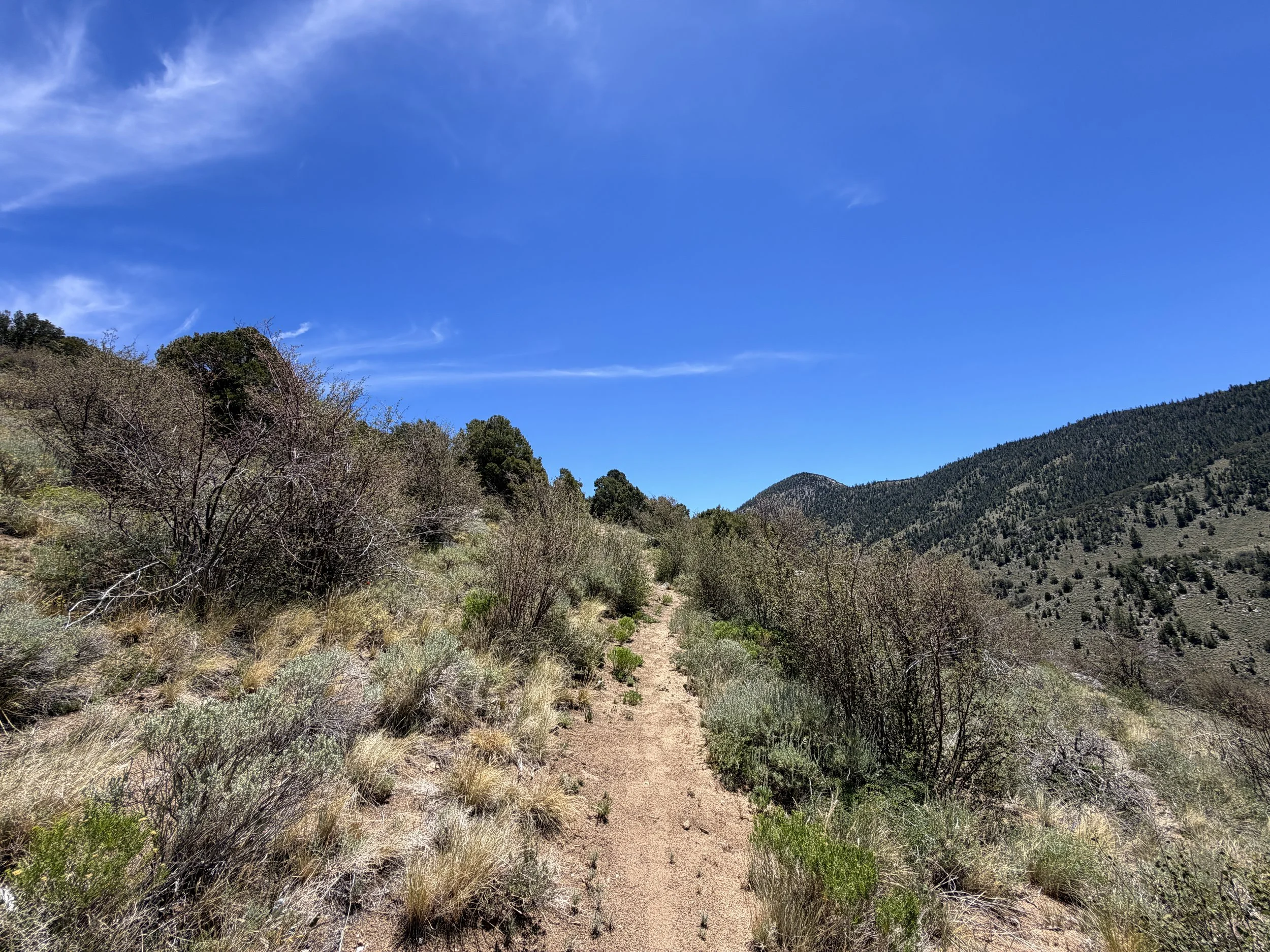 Serviceberry Loop Trail Great Basin National Park Nevada