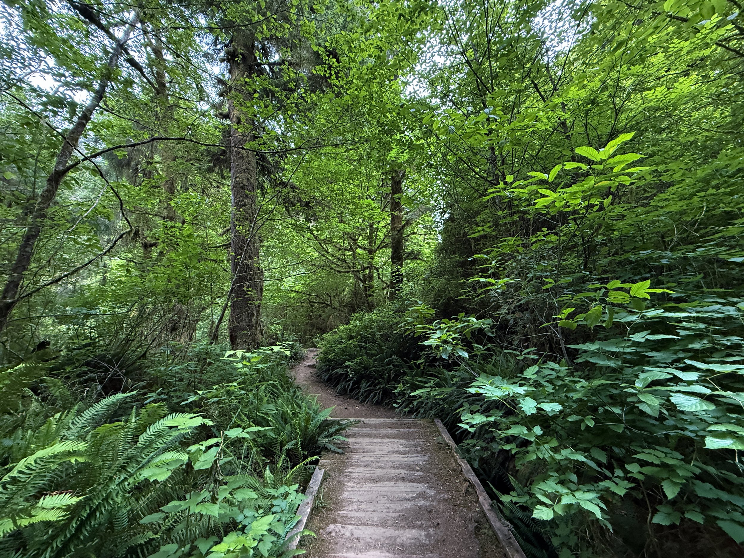Boy Scout Tree Trail Jedediah Smith Redwoods State Park California