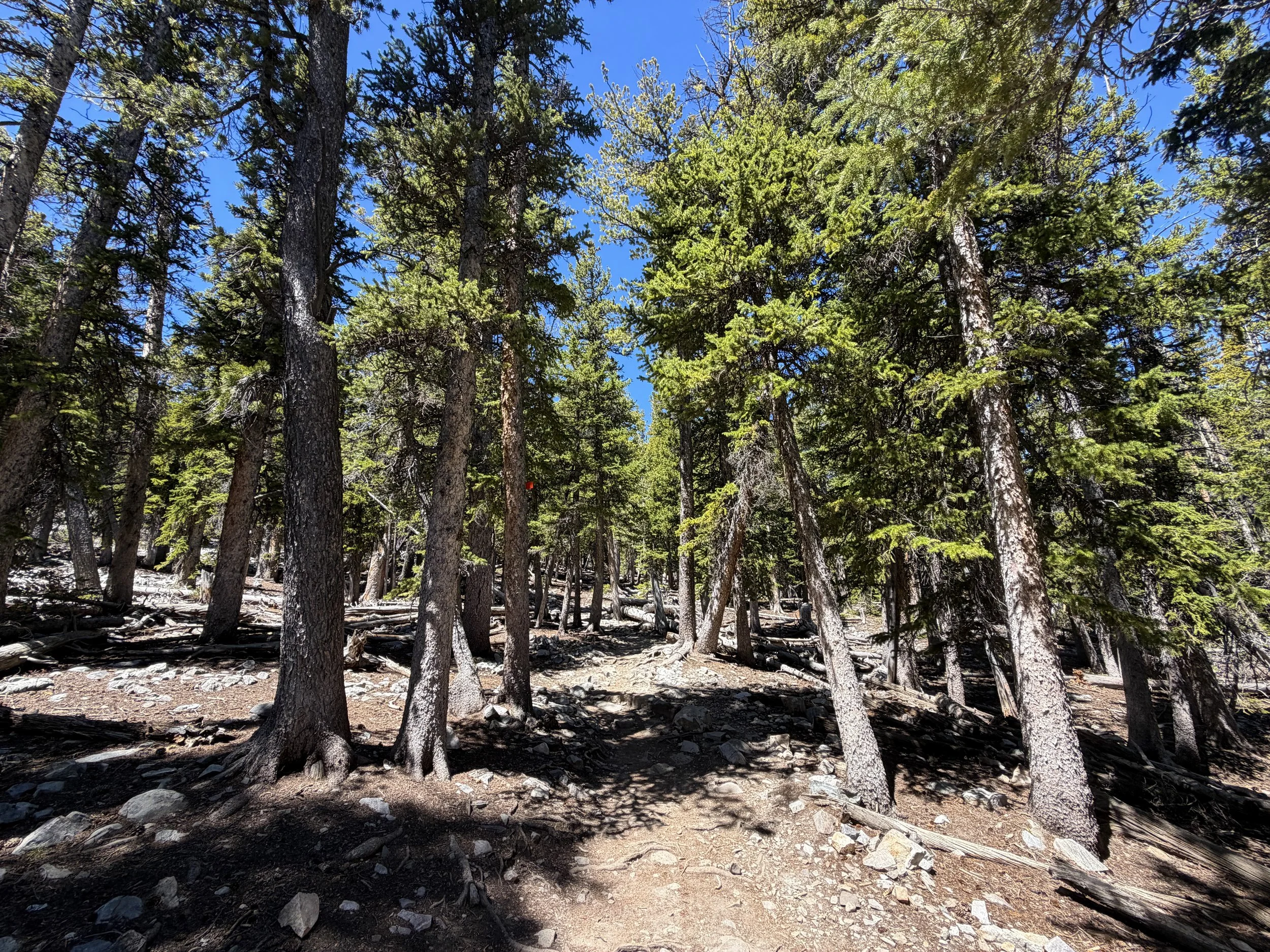 Bristlecone Trail Great Basin National Park Nevada