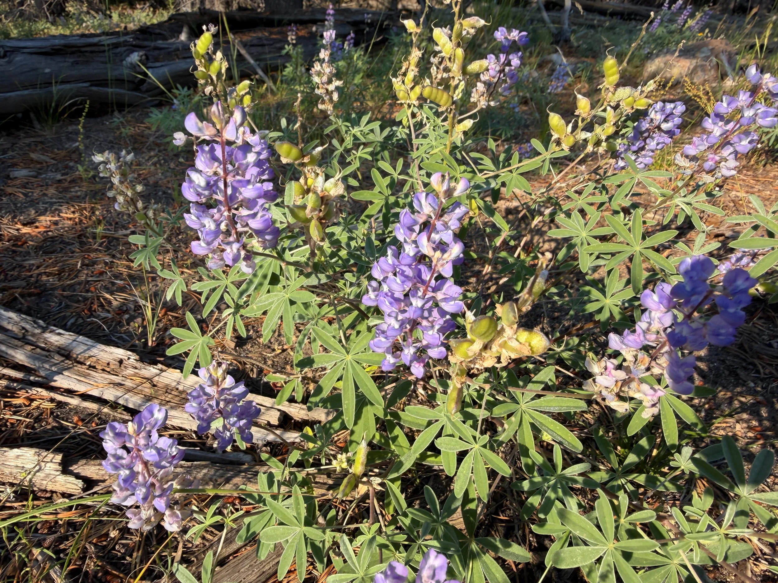 Sticky Lupine Lupinus argenteus