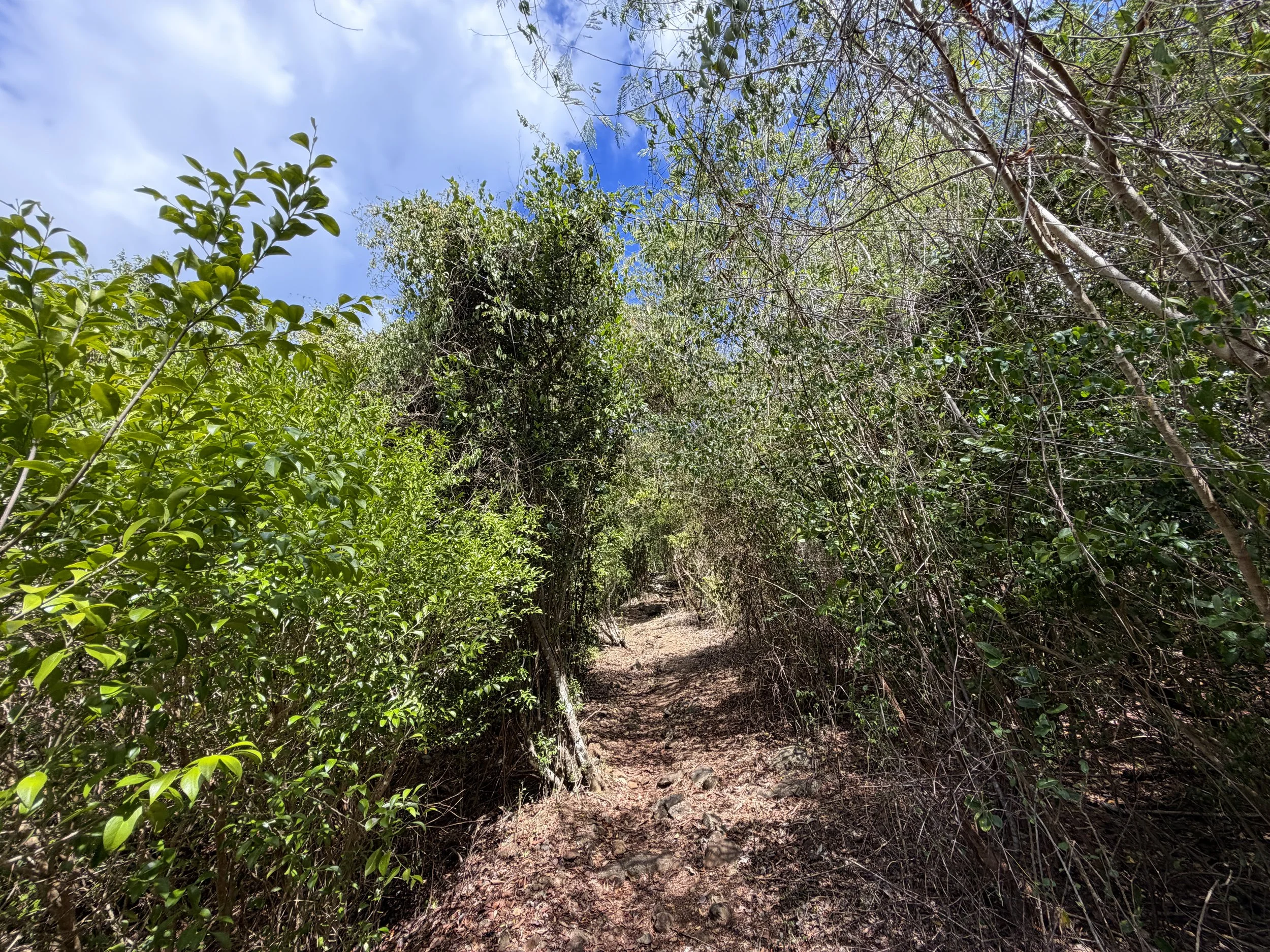 Brown Bay Hike Virgin Islands National Park