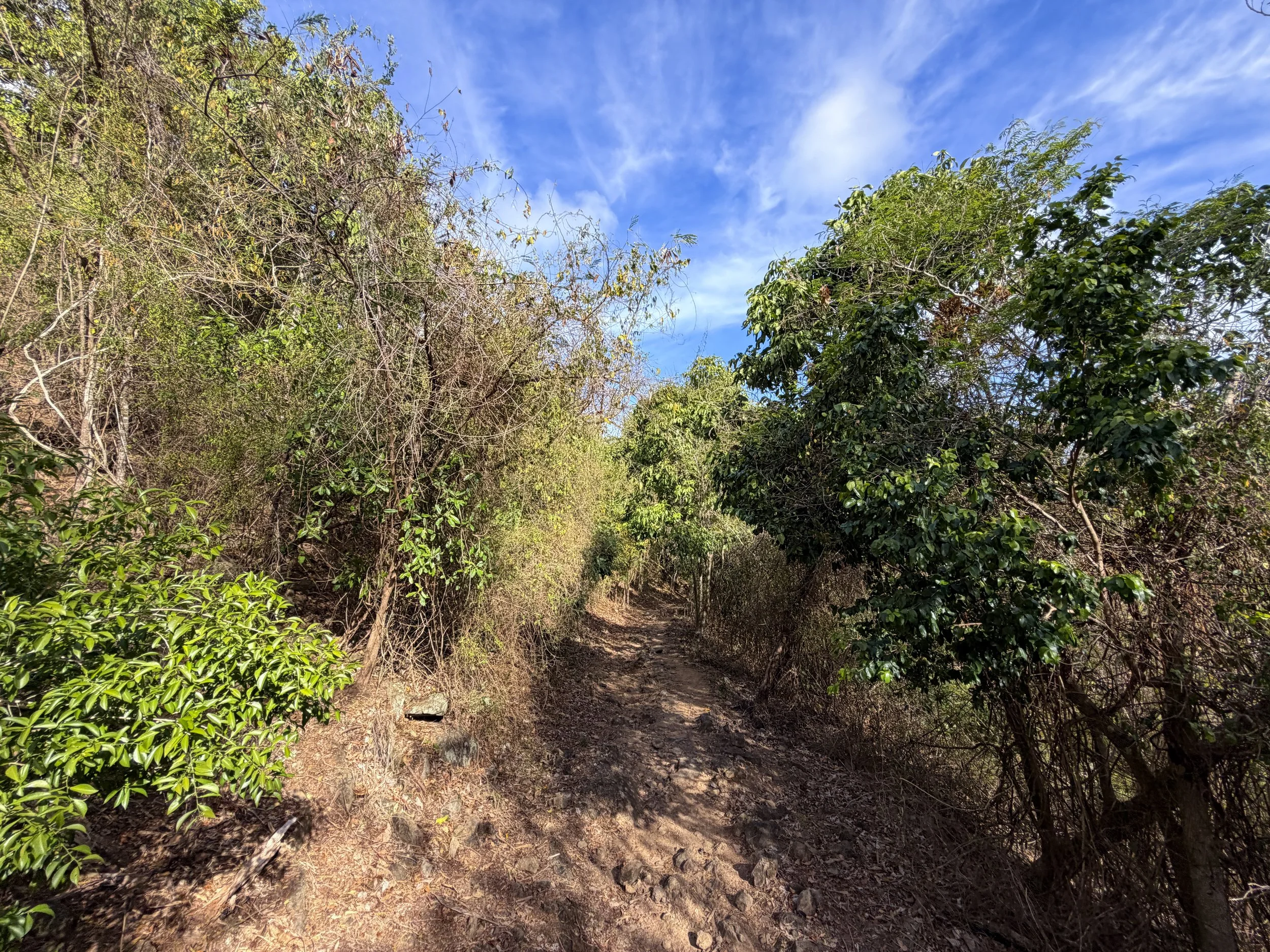 Brown Bay Trail Virgin Islands National Park