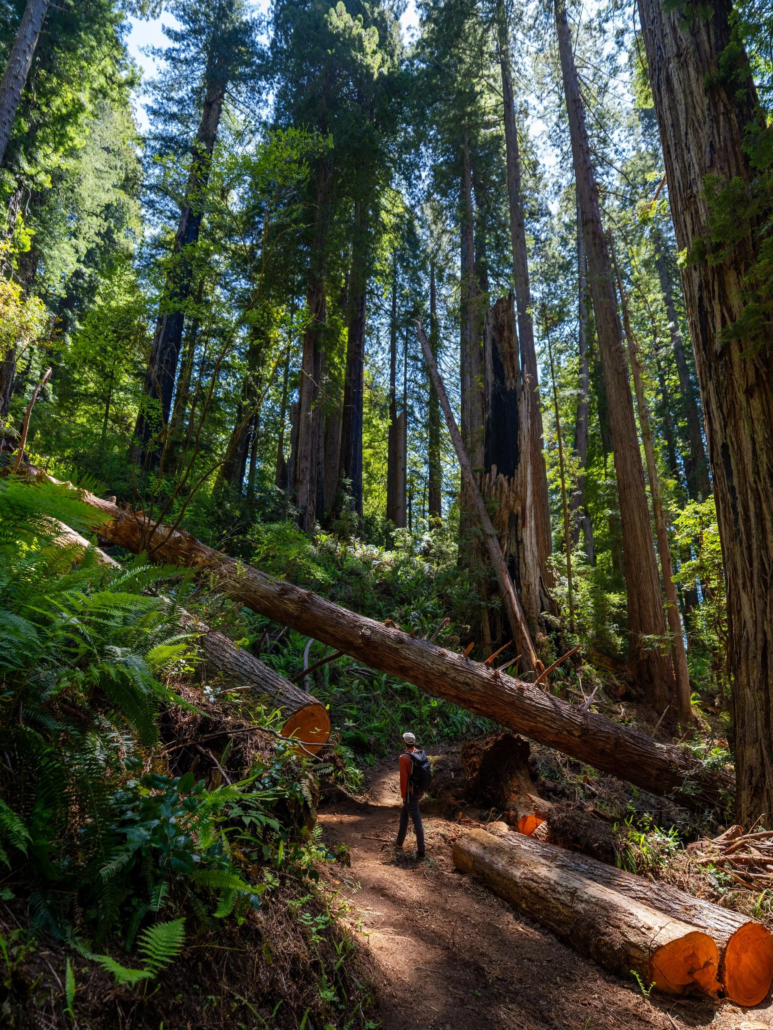 Hope Creek–Ten Taypo Loop Trail Prairie Creek Redwoods State Park California