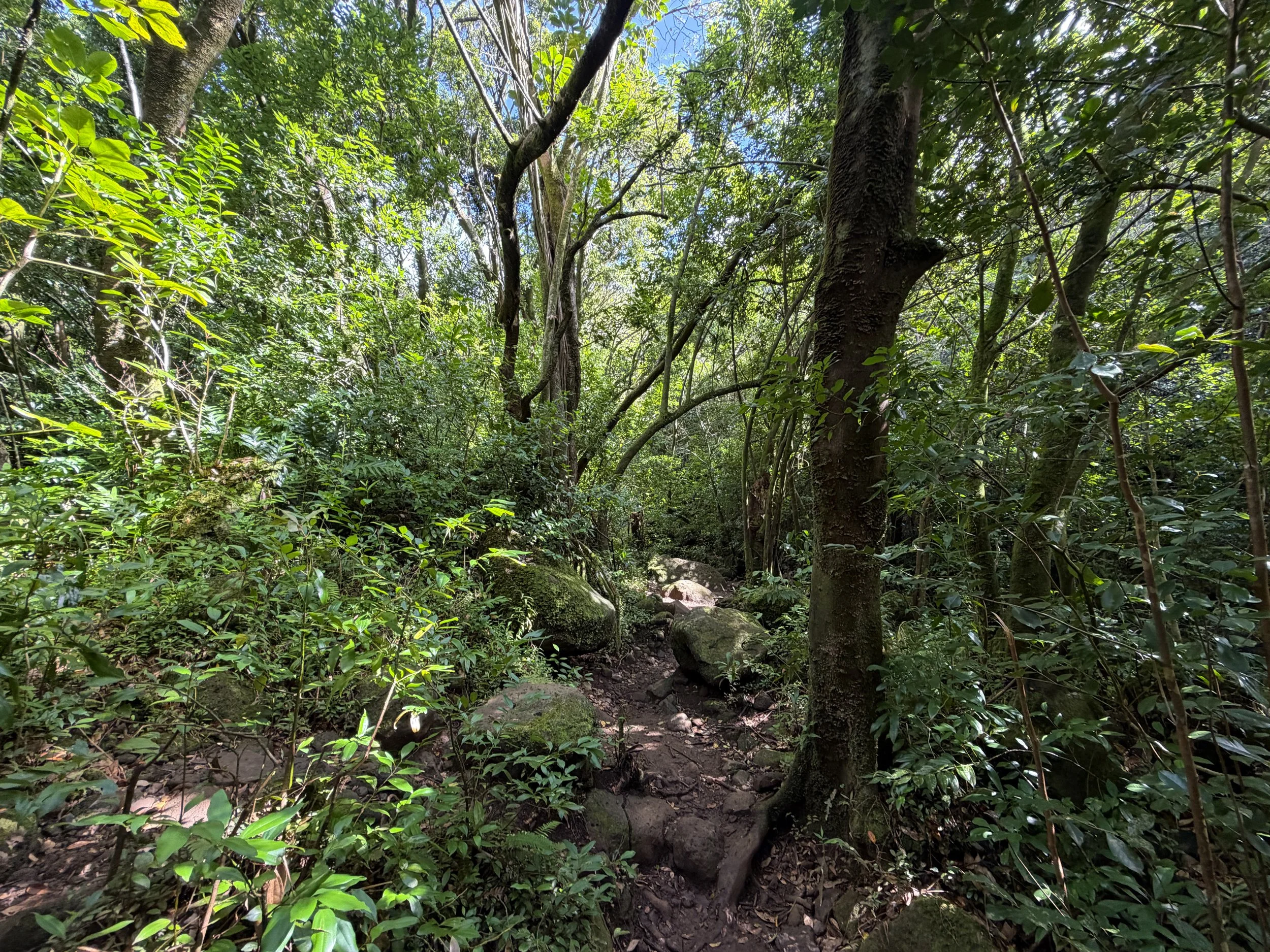 Lulumahu Falls Trail Oahu Hawaii