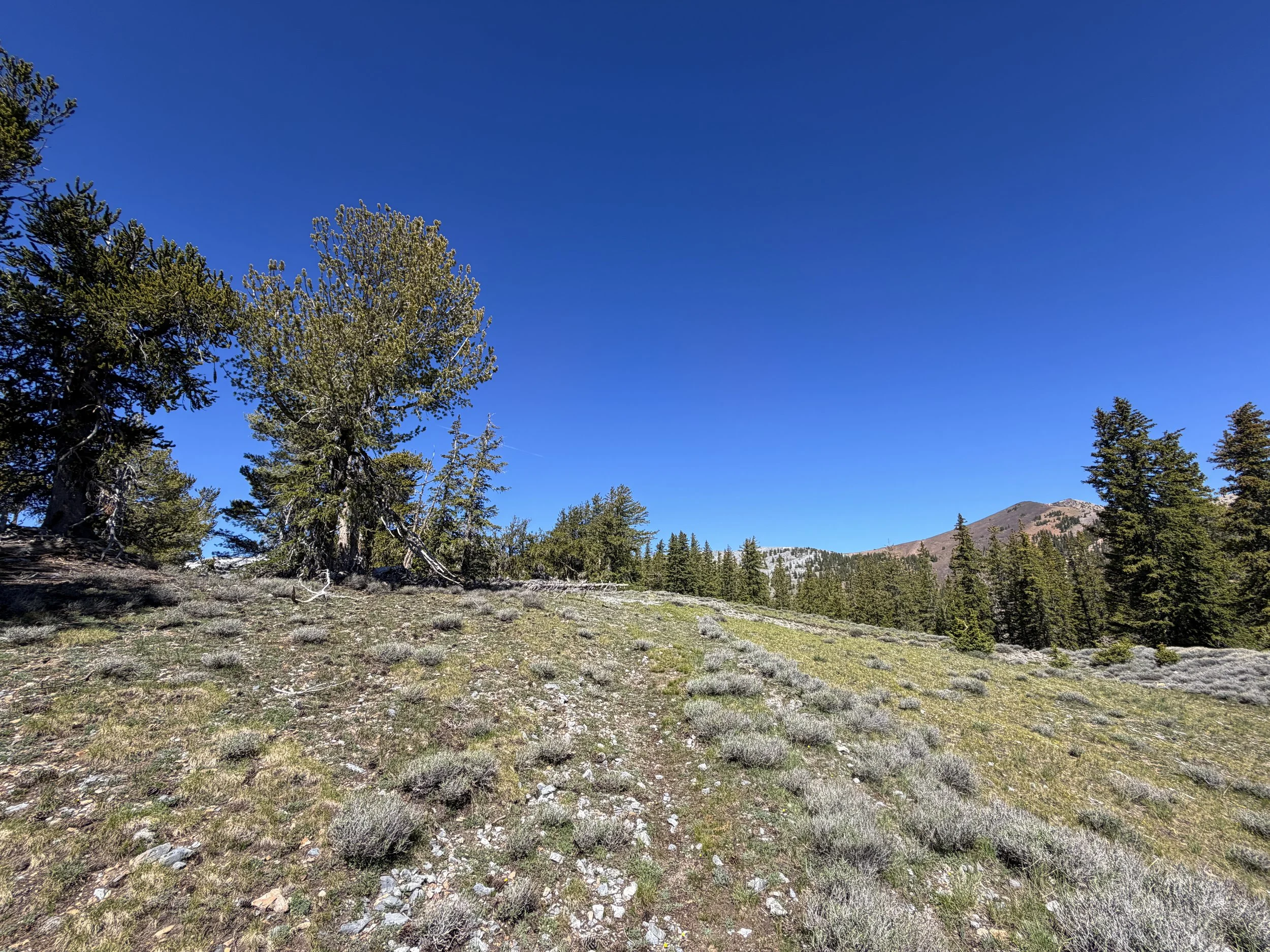 Snake Divide Trail to Magic Bristlecone Grove Great Basin National Park Nevada