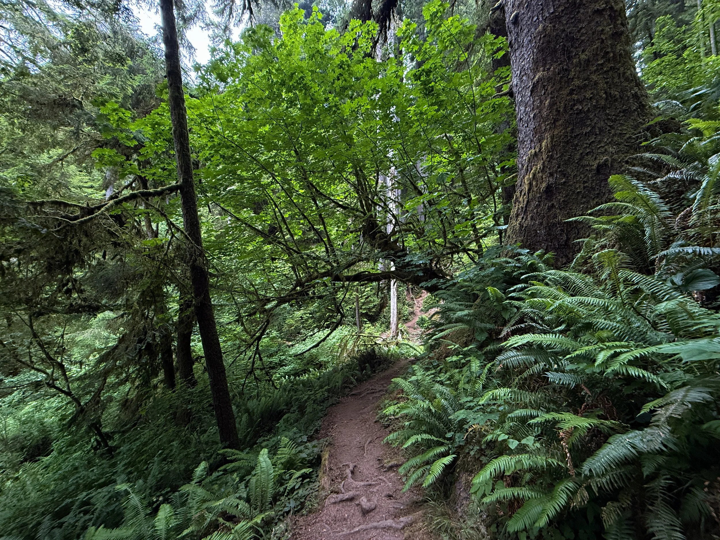 Boy Scout Tree Trail Jedediah Smith Redwoods State Park California