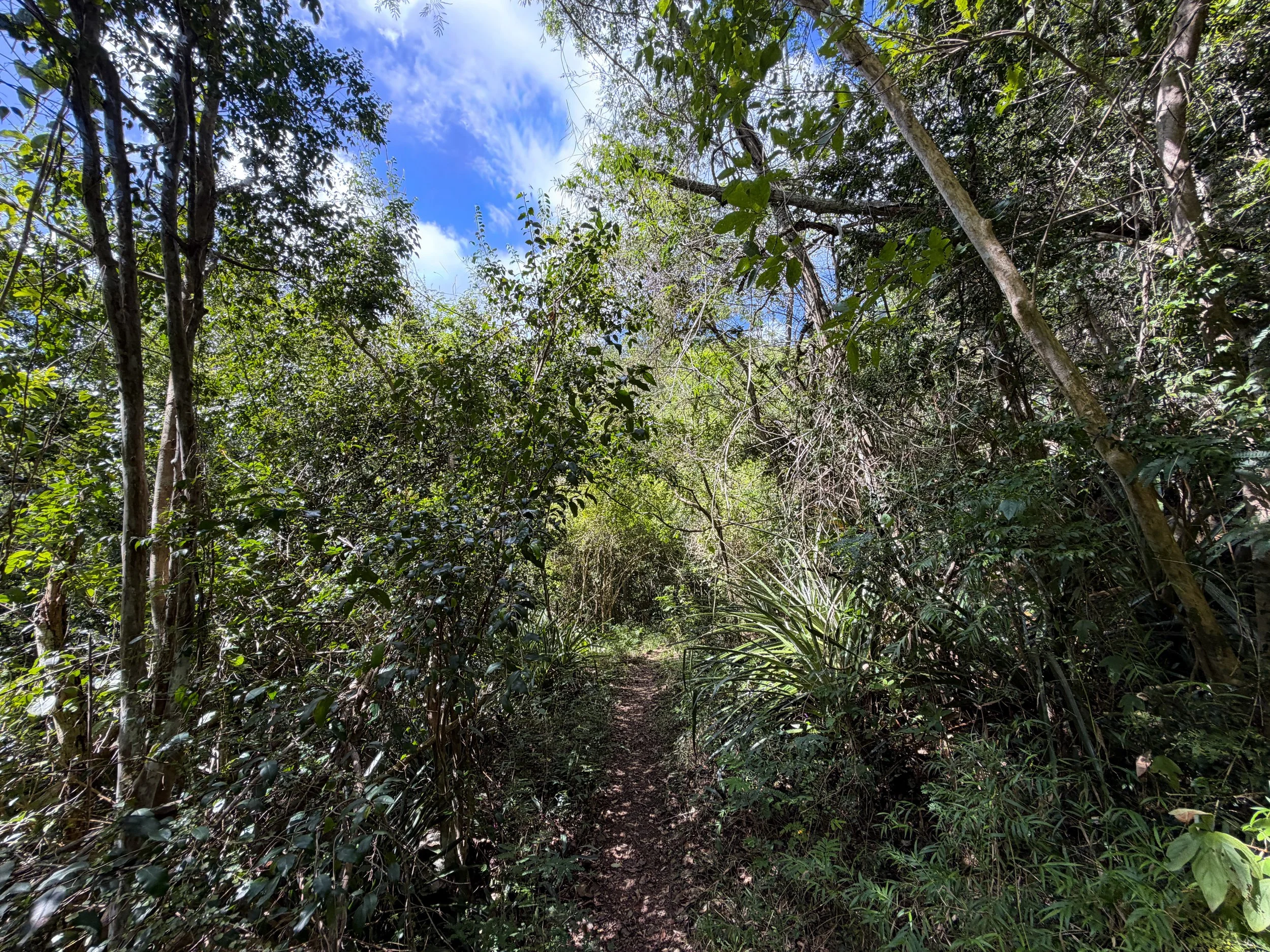 Great Sieben Trail Virgin Islands National Park