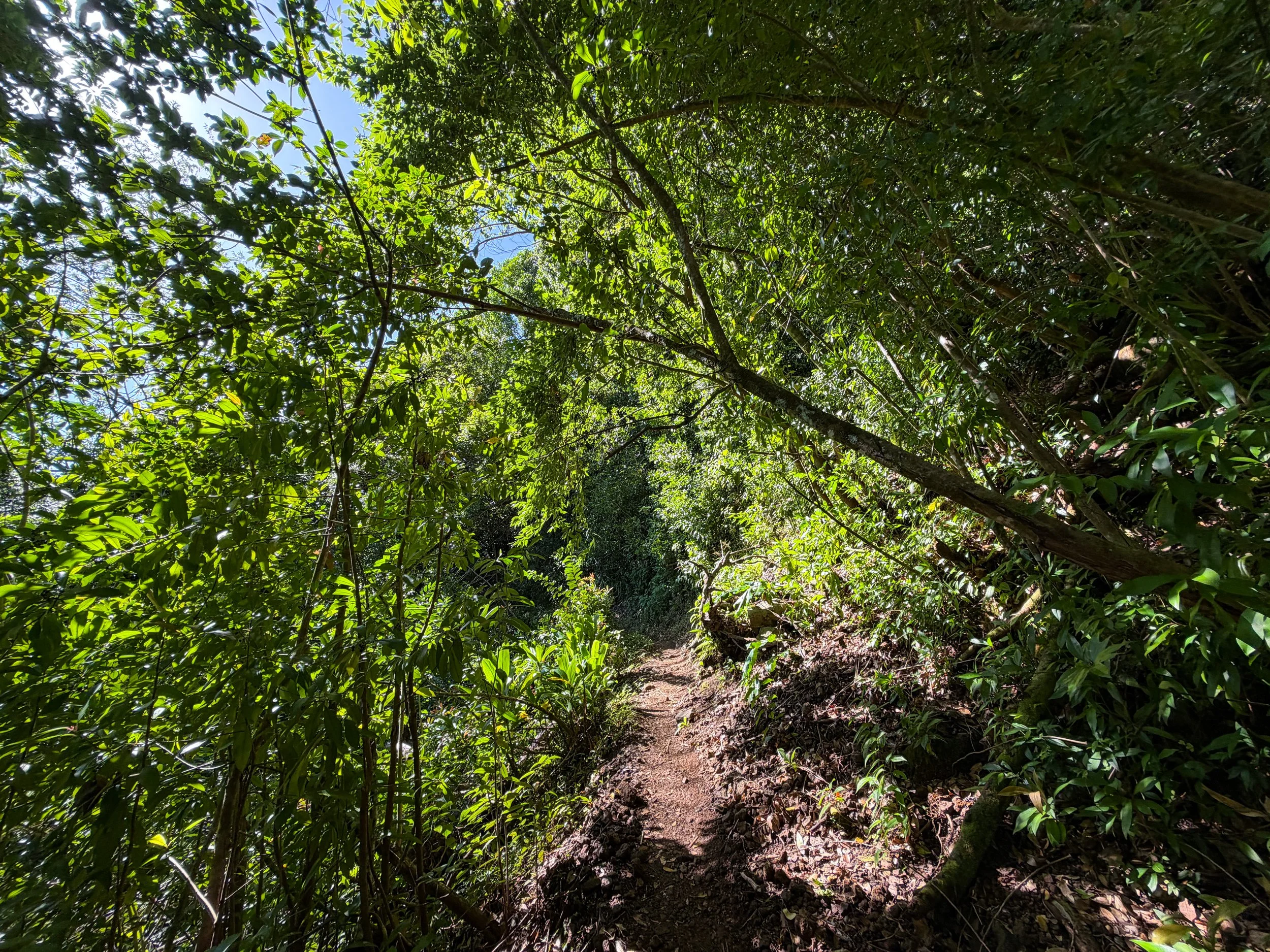 Aihualama Trail Oahu Hawaii