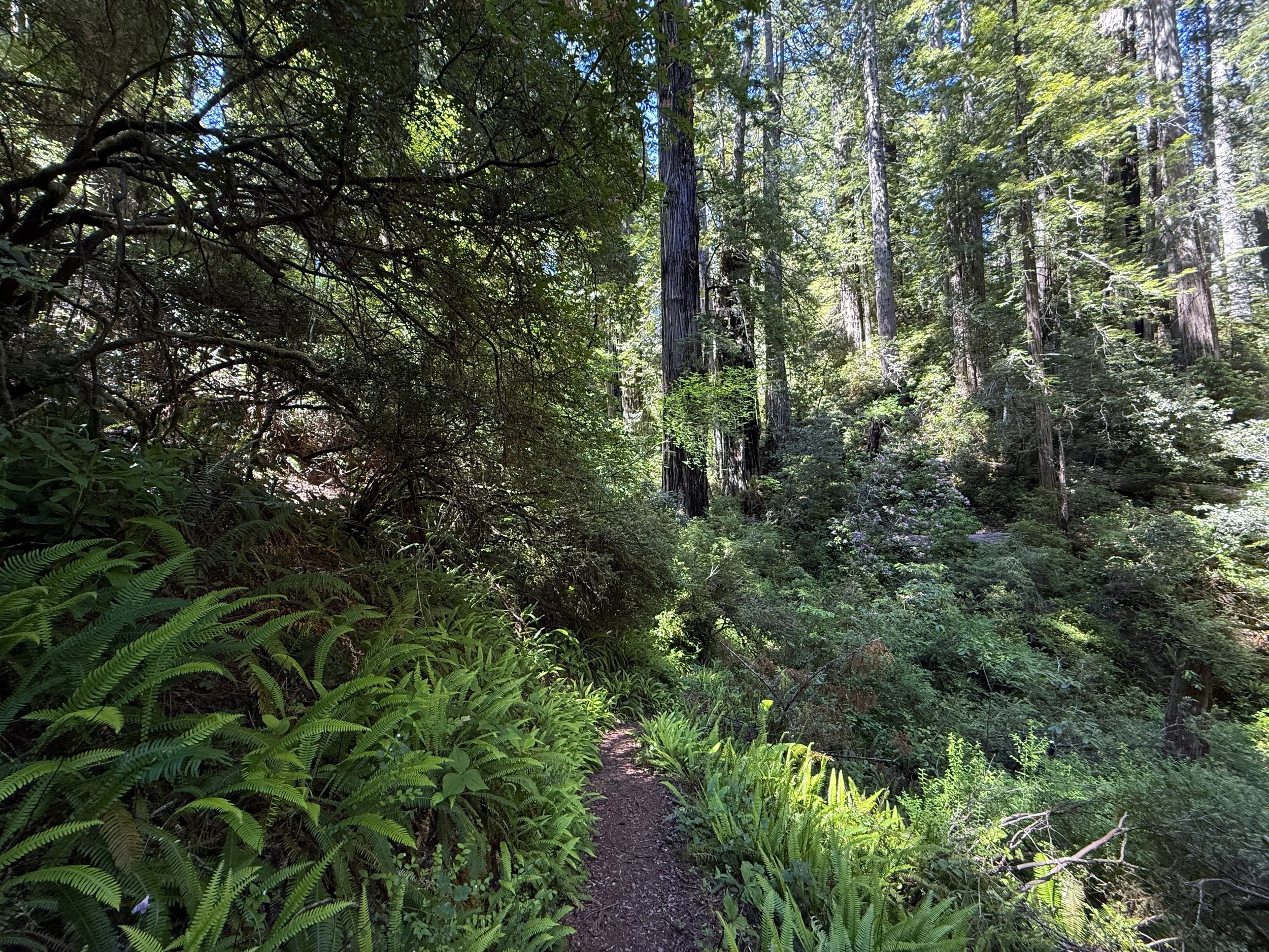 Ten Taypo Trail Prairie Creek Redwoods State Park California