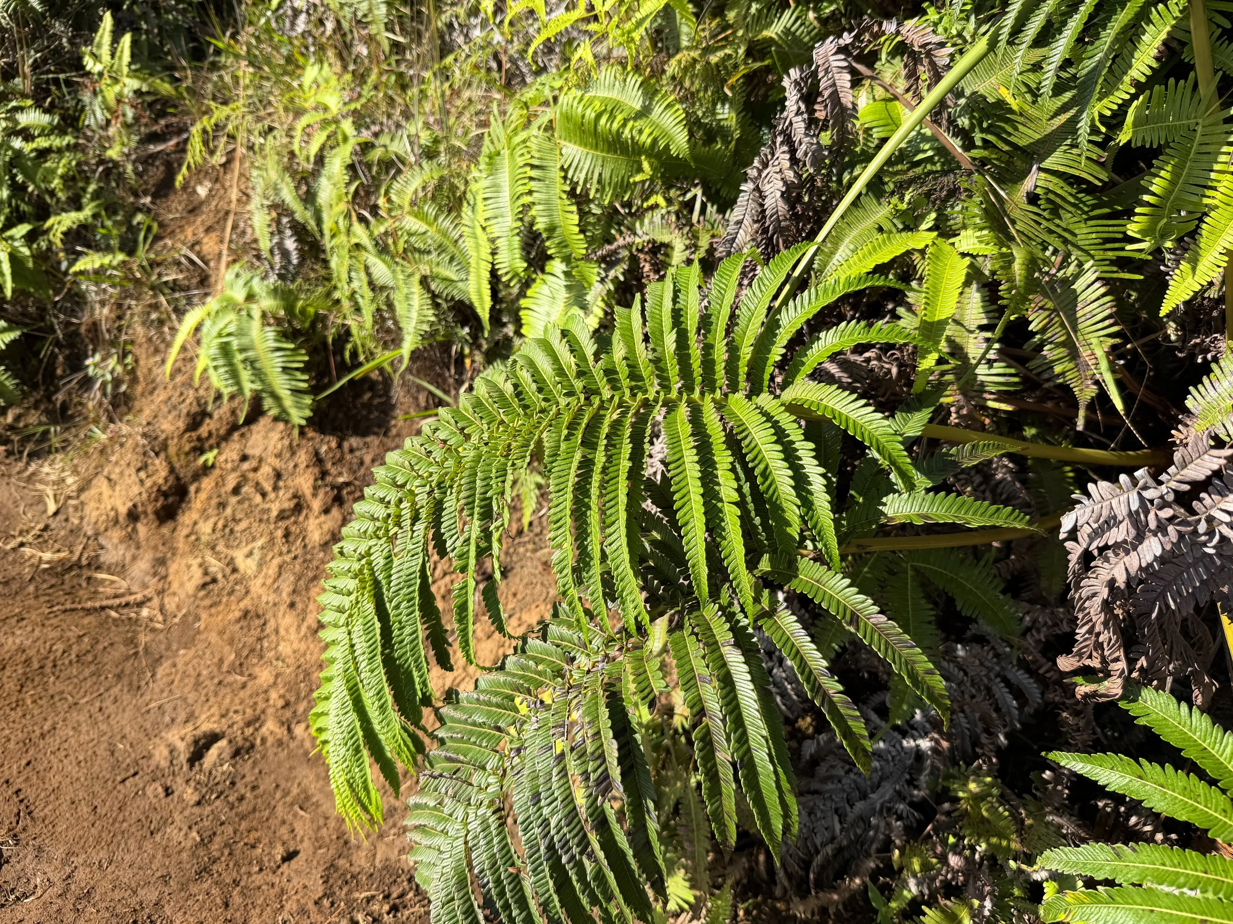 Amau Sadleria cyatheoides