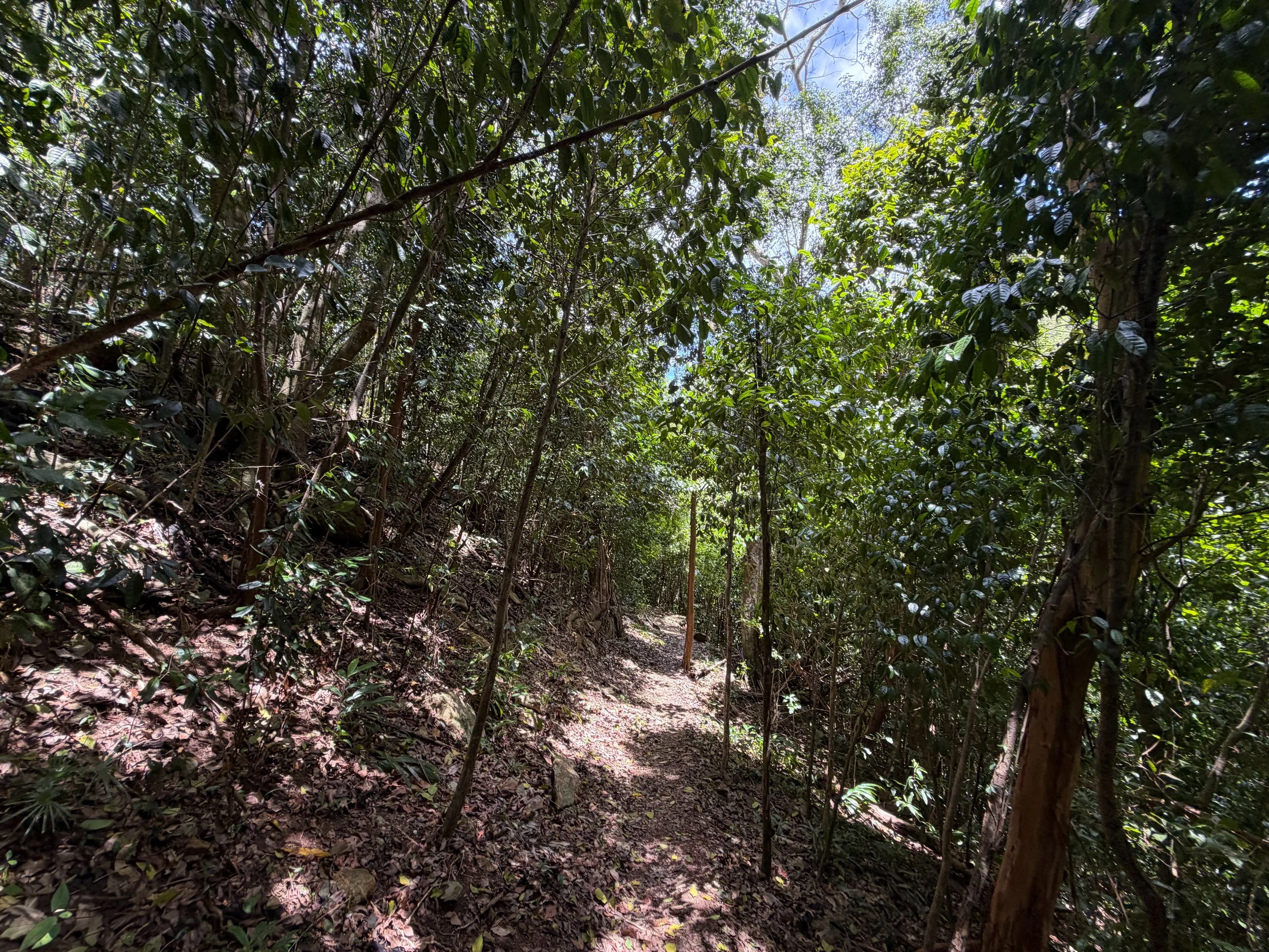 Maria Hope Trail Virgin Islands National Park