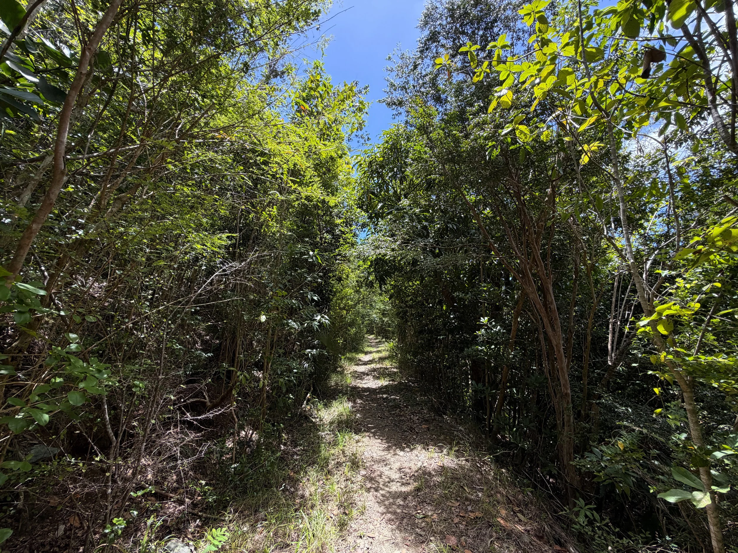 LEsperance Trail Virgin Islands National Park