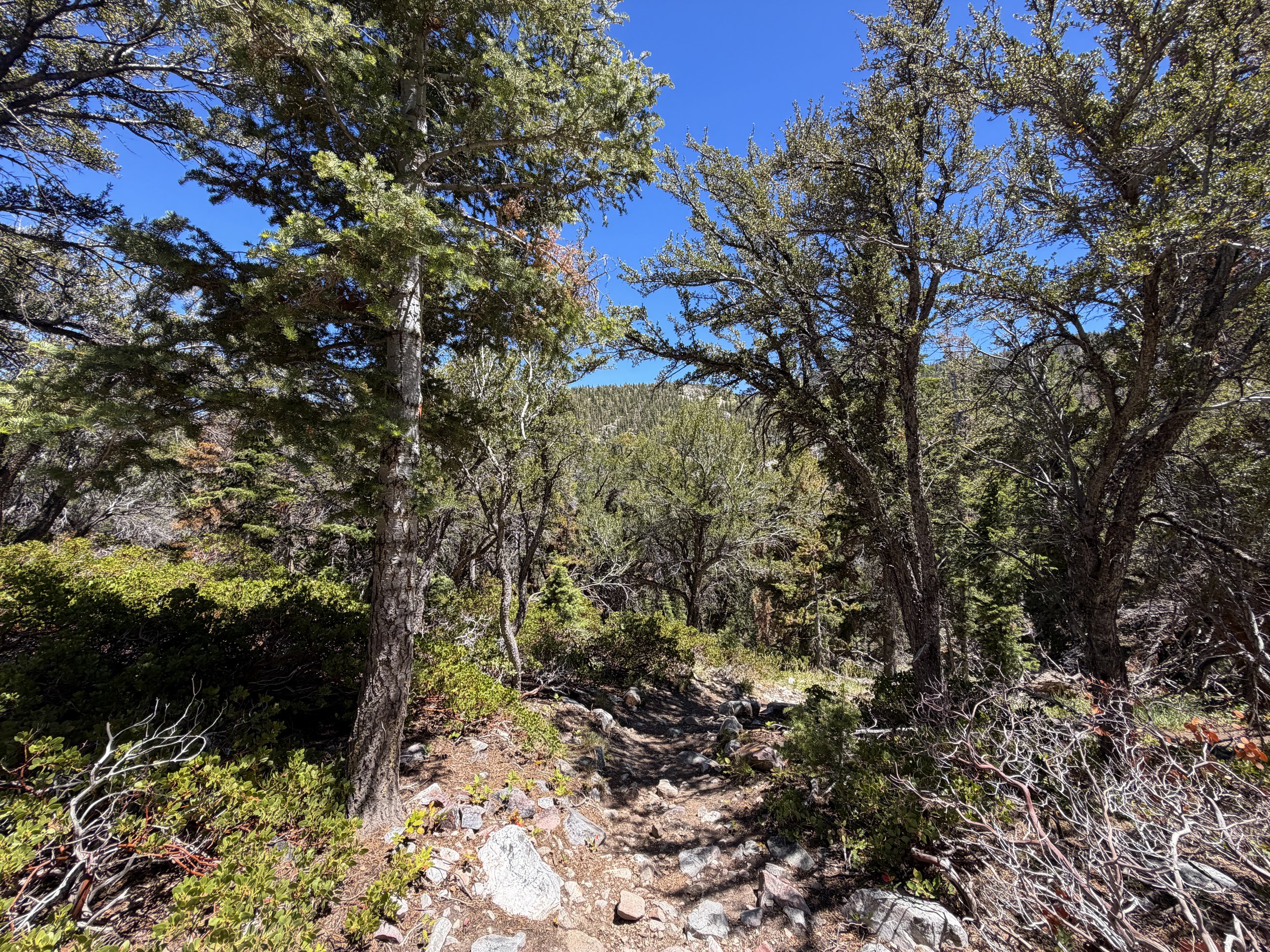 Baker Creek Loop Trail Great Basin National Park Nevada