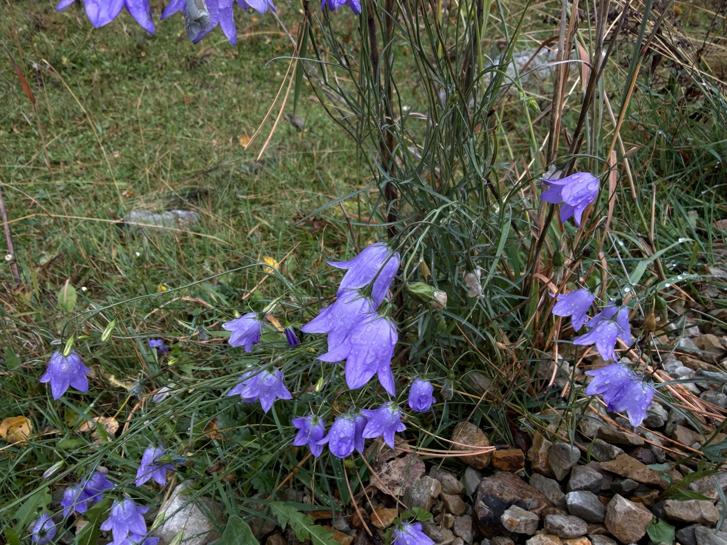 Harebell Campanula rotundifolia