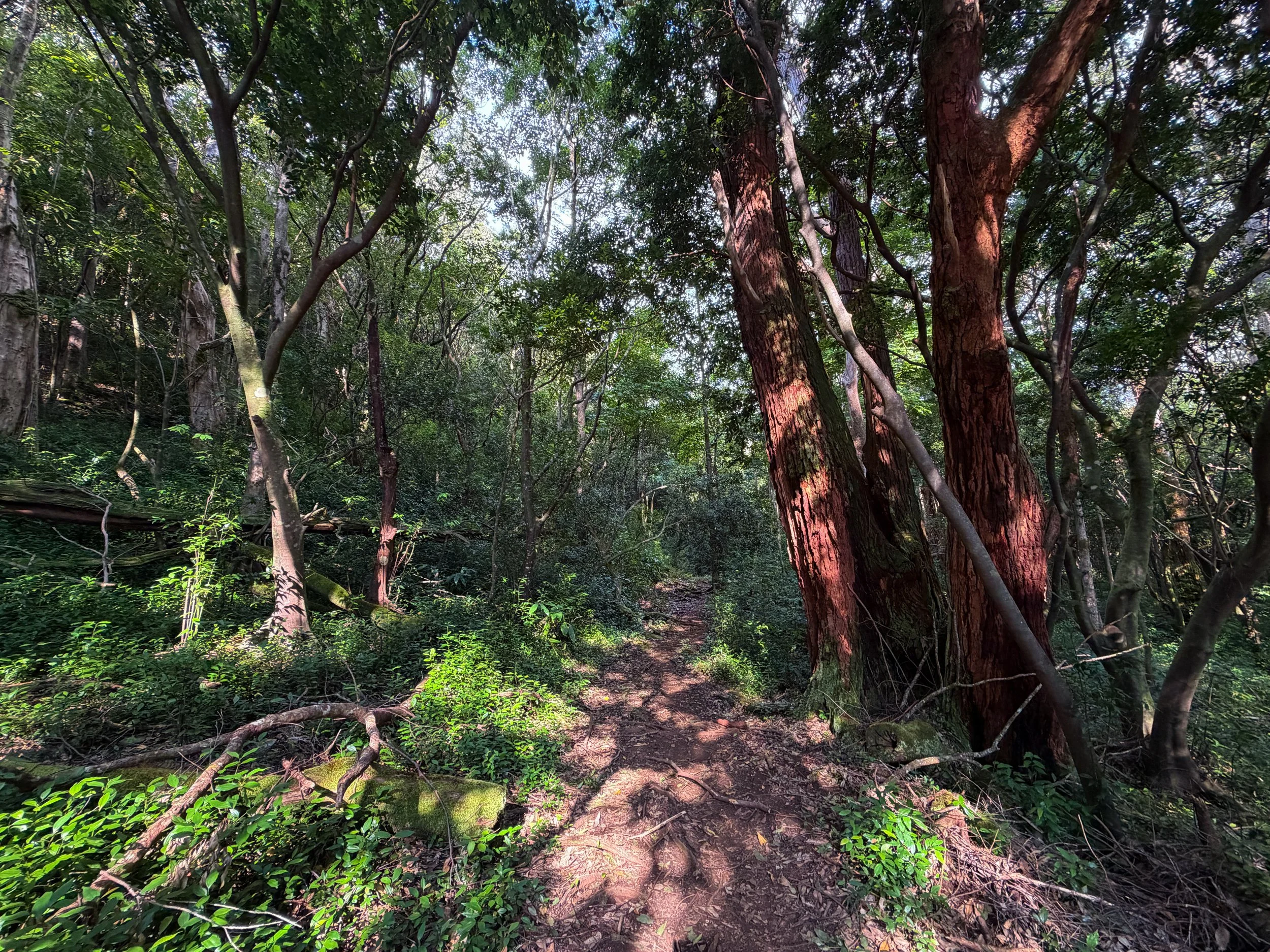 Nuuanu Trail Oahu Hawaii