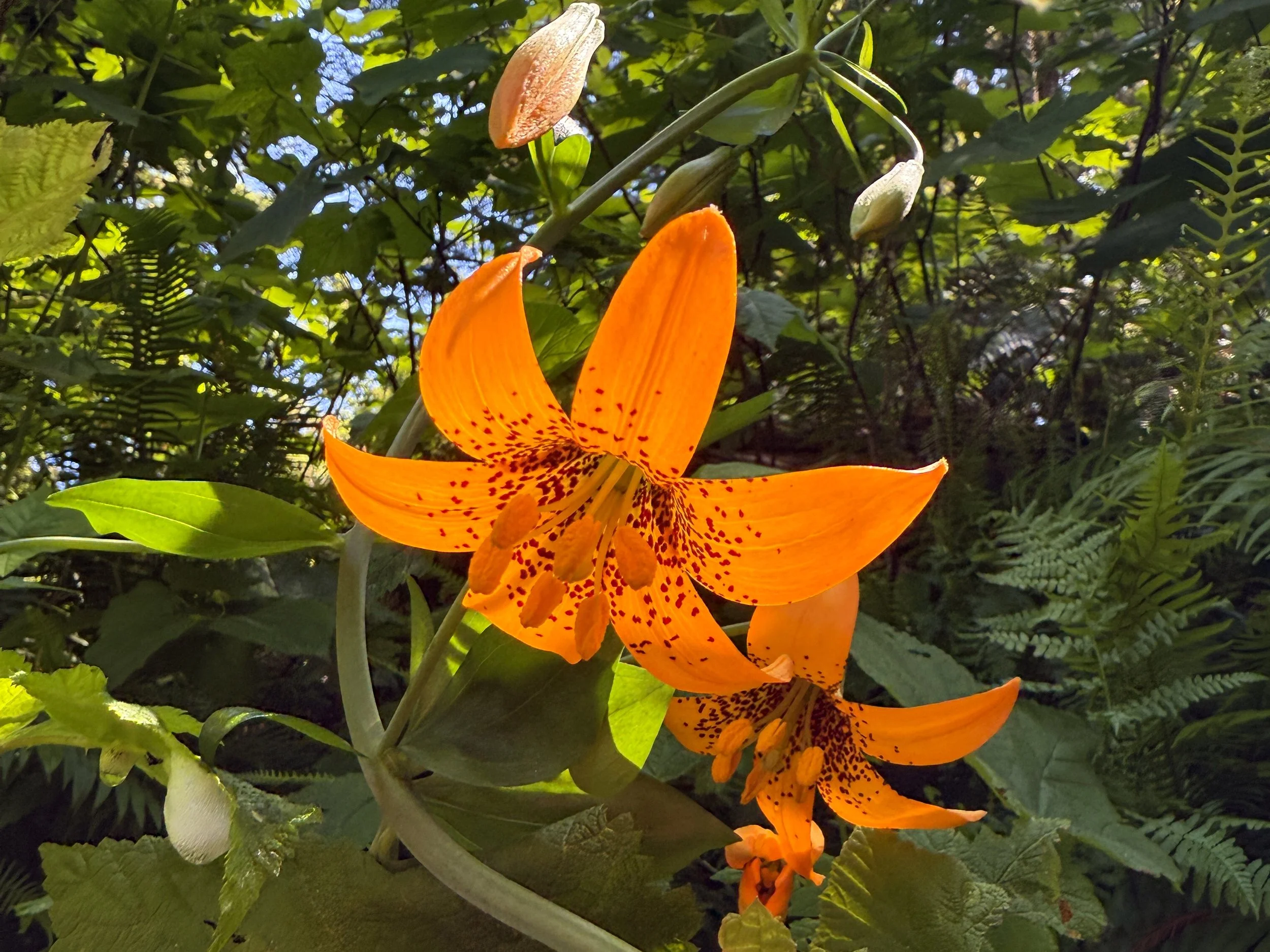 Leopard Lily Lilium pardalinum